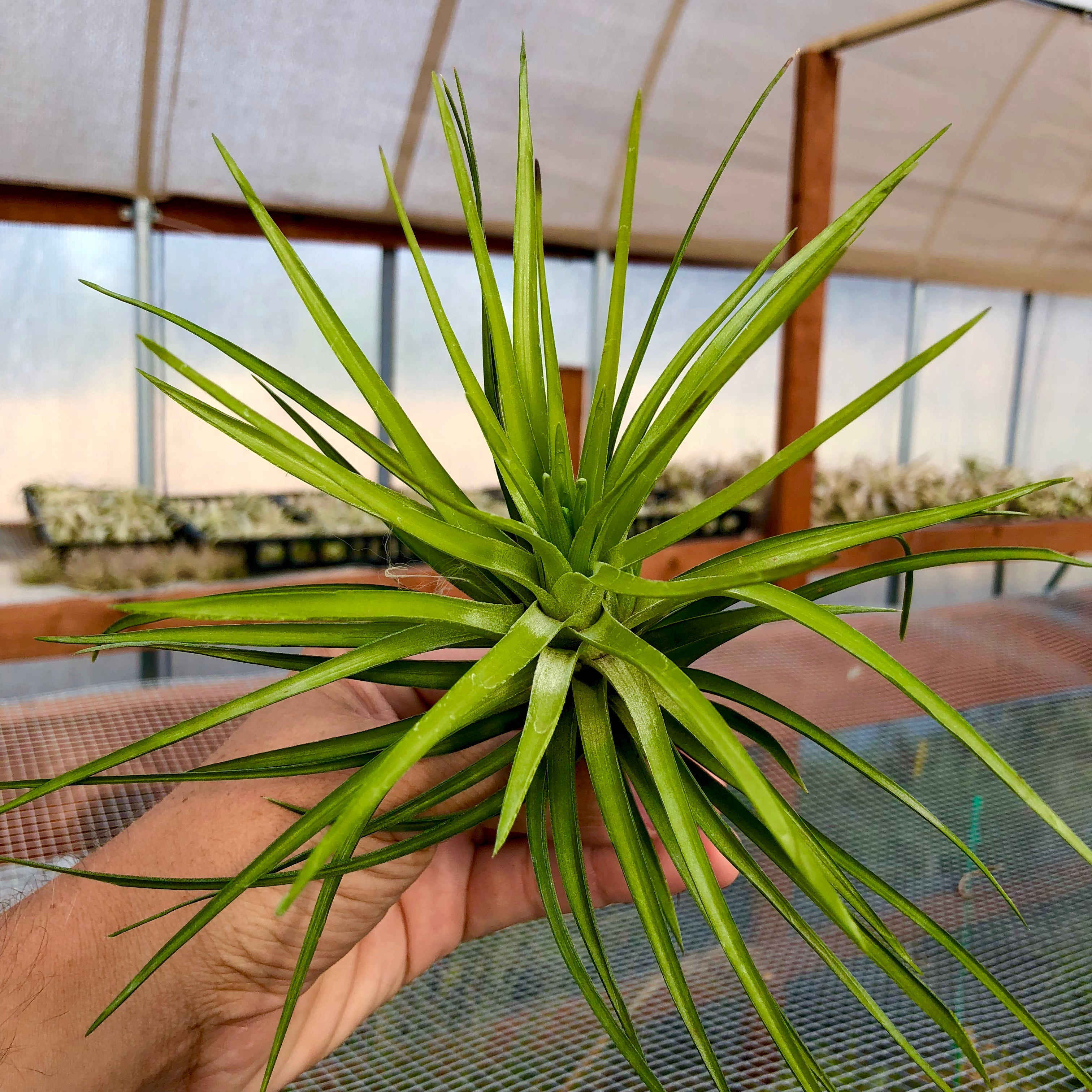 Montana - Air Plant Hub 