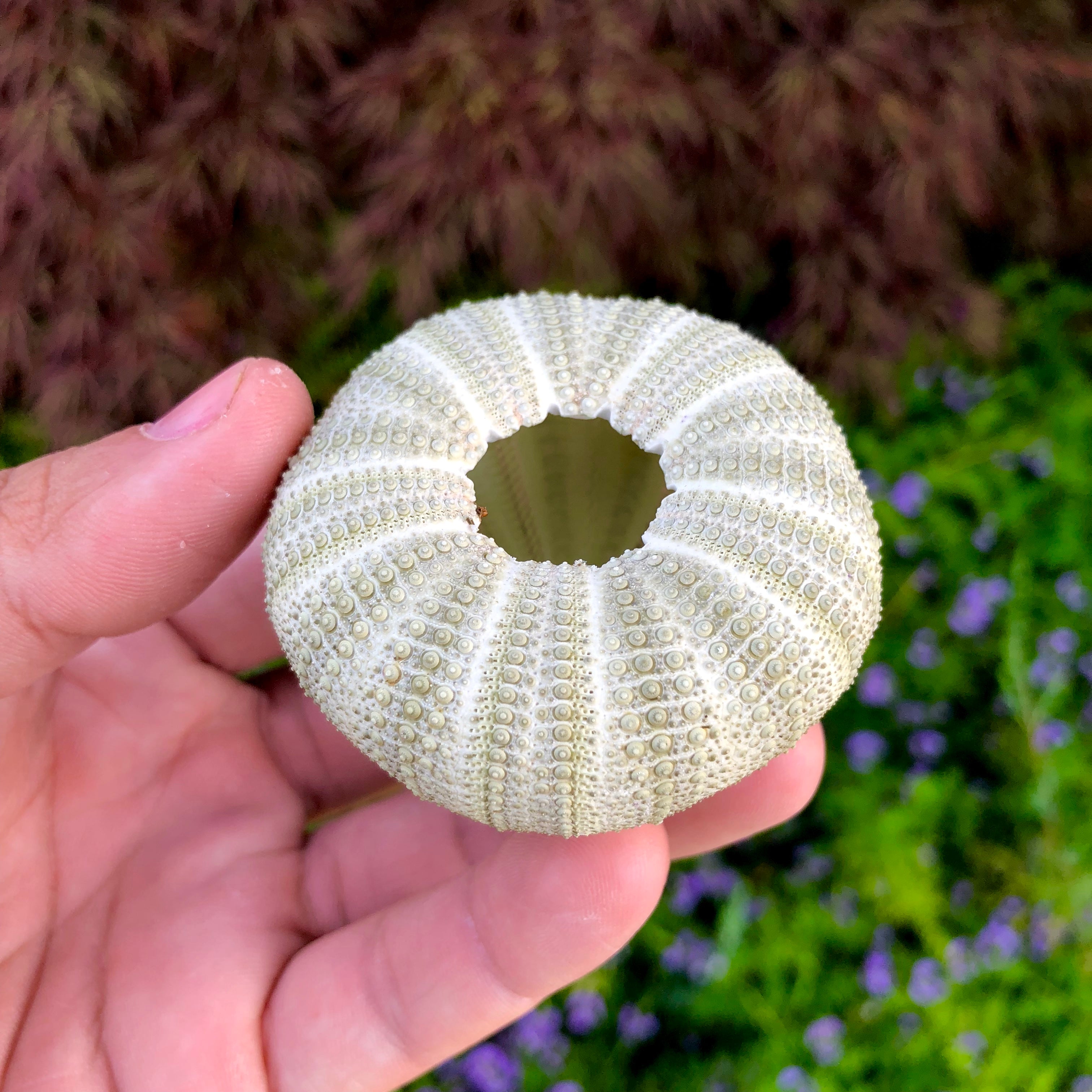 Large Green Sea Urchin Shell <br> Perfect Shape - Air Plant Hub 
