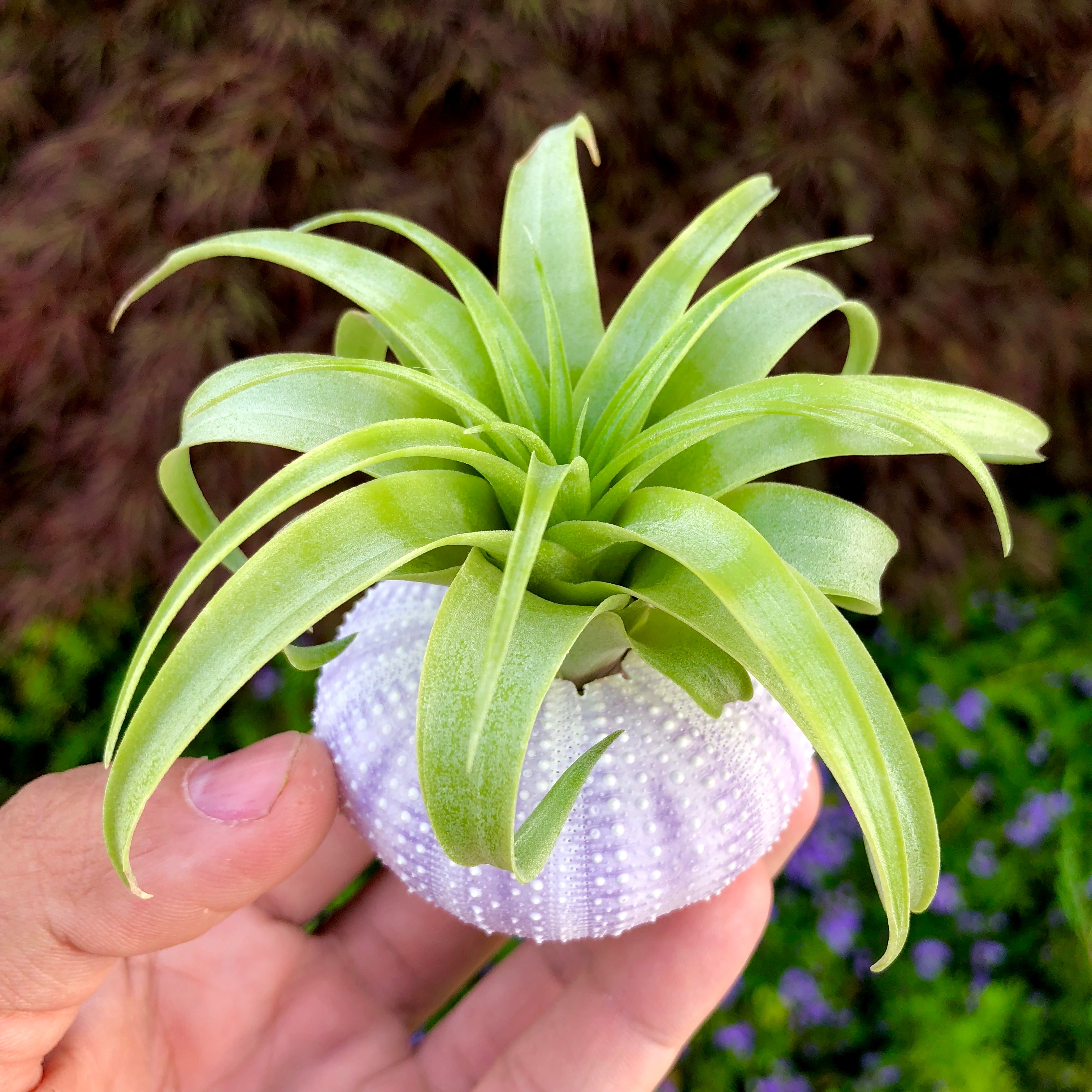 ムラサキウニの殻カード/写真ホルダーとしても使えます。 – Air Plant Hub