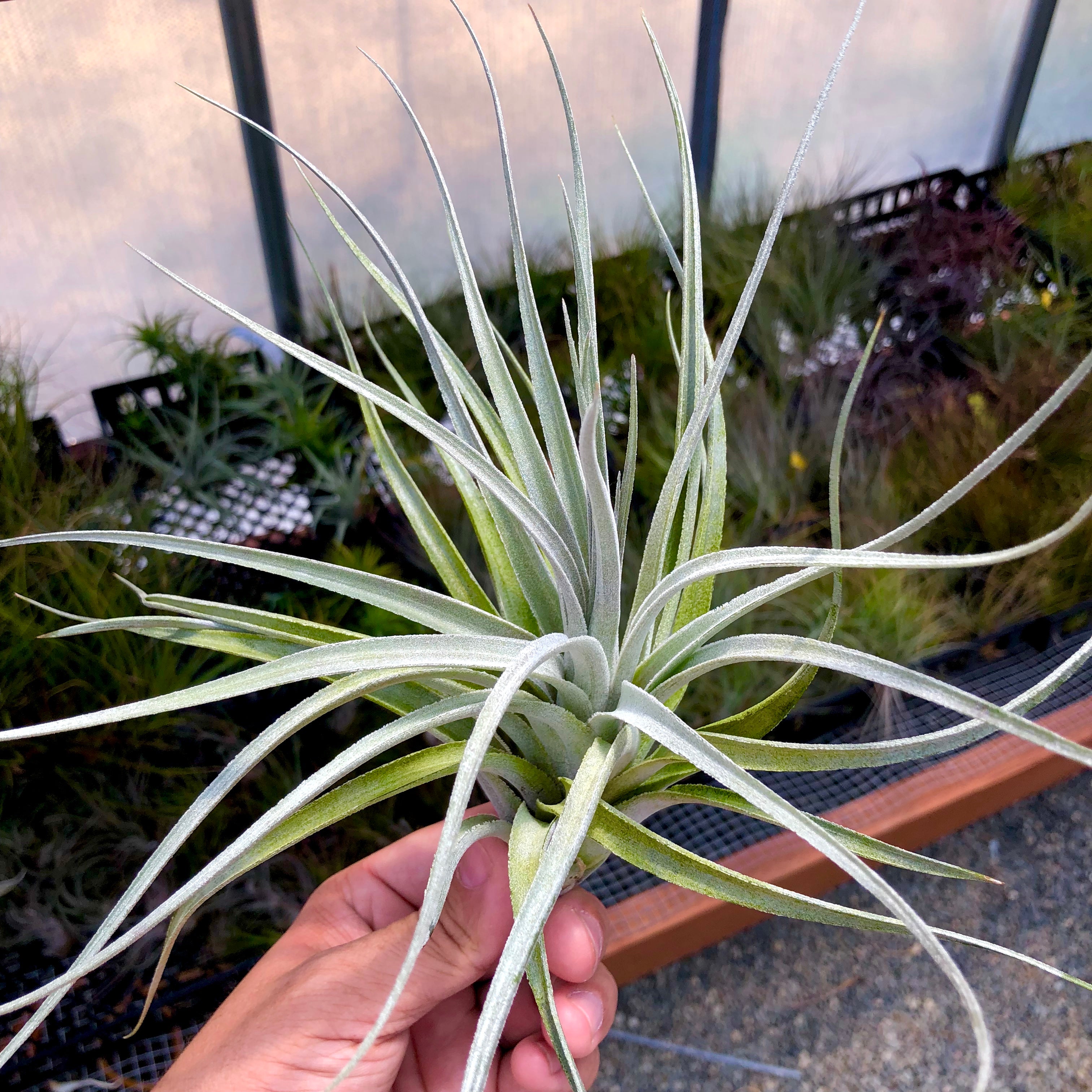 recurvifolia x Gardneri Air Plant tillandsia for wedding bouquet or wedding decor