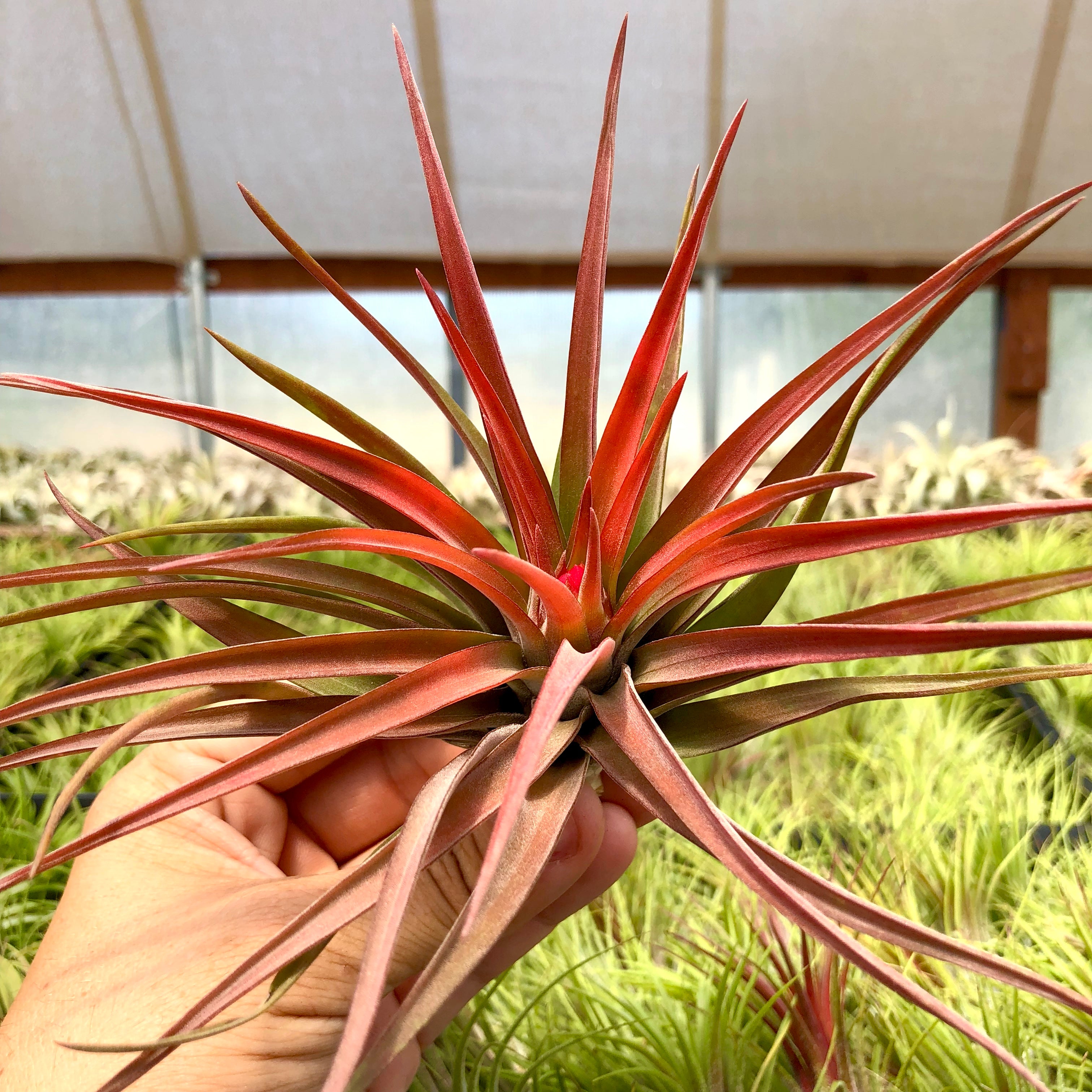 Velutina <br> Medium Size In Bloom/Blush! - Air Plant Hub 