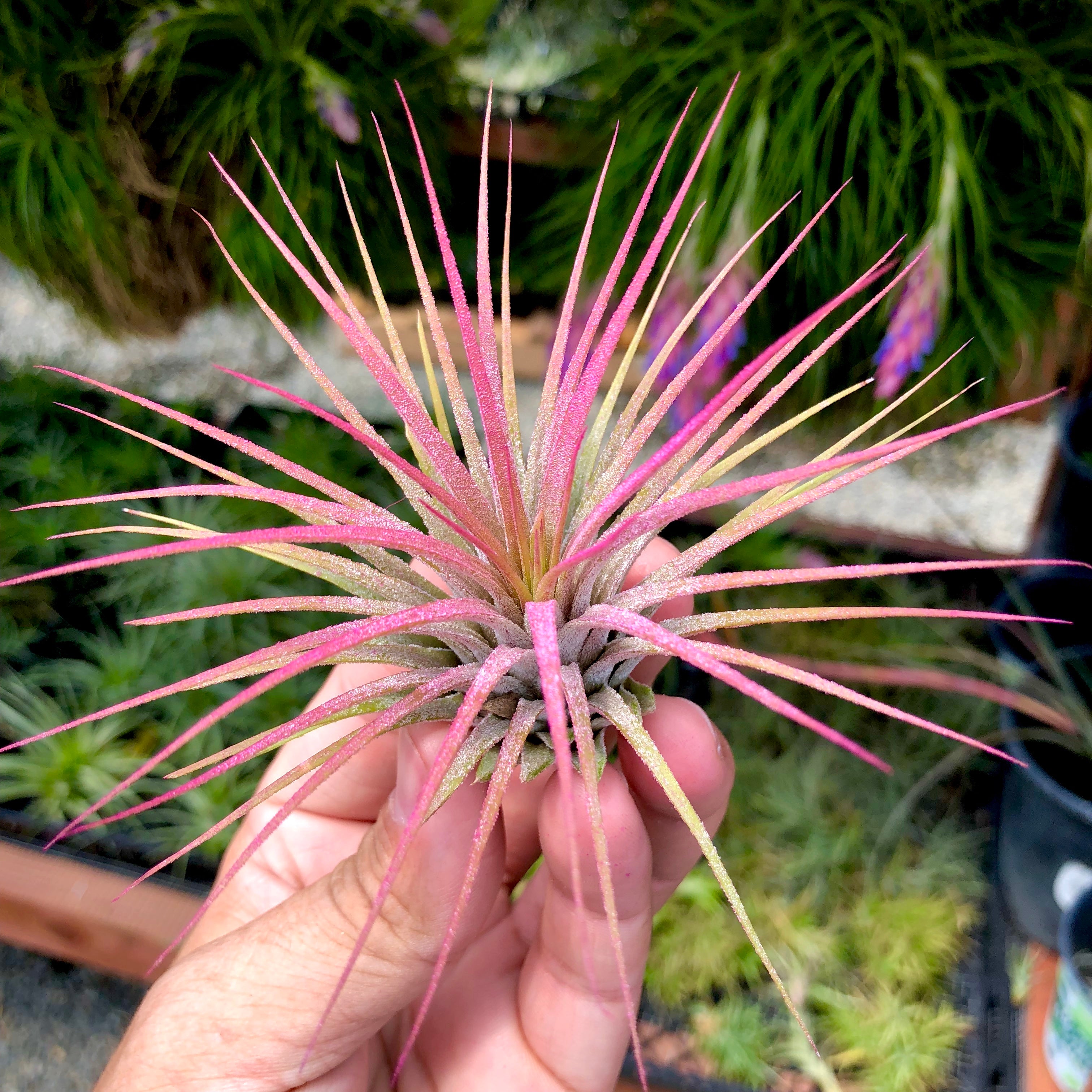 Tillandsia Ionantha Guatemala Pink Air Plant Colorful