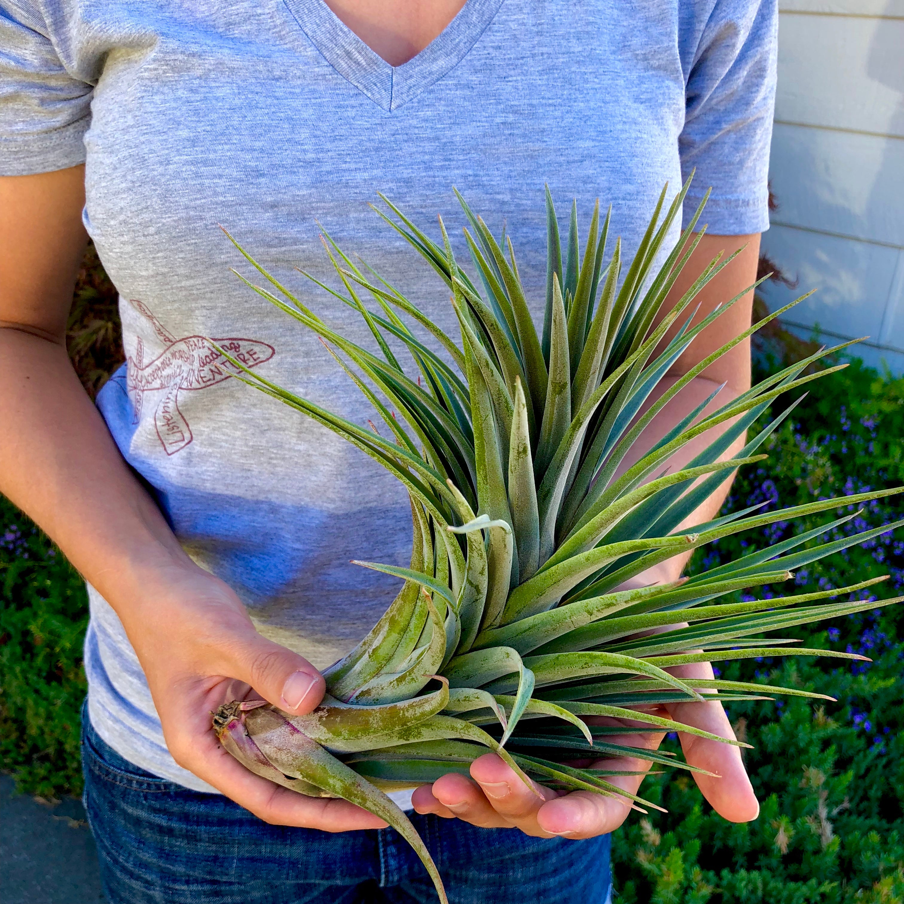 fasciculata air plant Nidus , (Fasciculata x Ionantha)