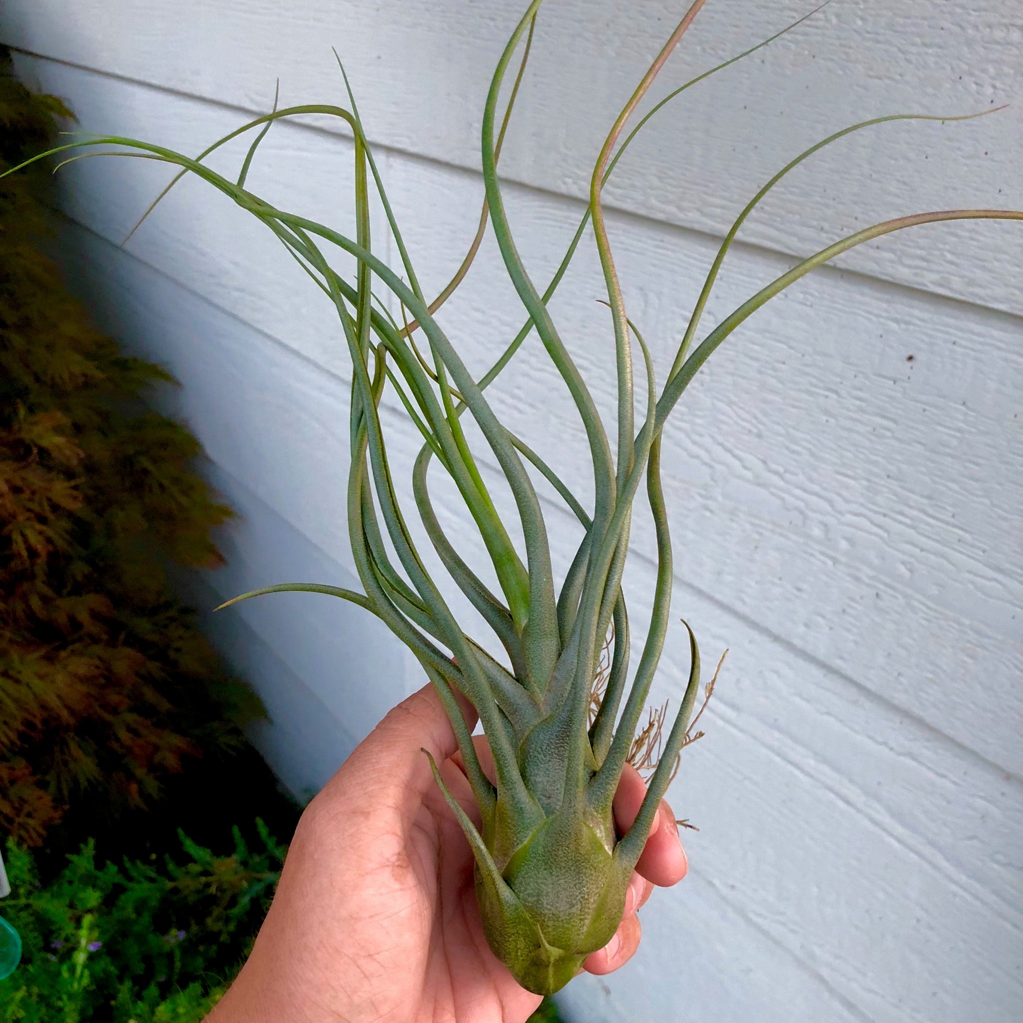 Tillandsia King Kong (Butzii x Ionantha) Rare Air Plant For Sale