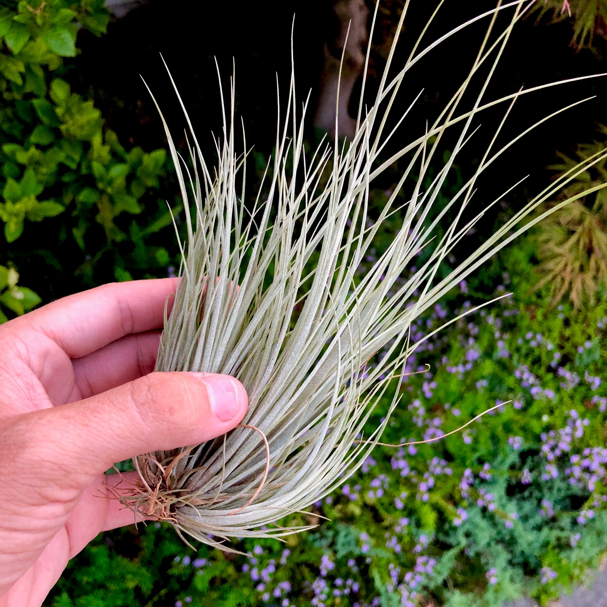 Hammeri Clumps <br> (4-6 Plants Per Clump) - Air Plant Hub 