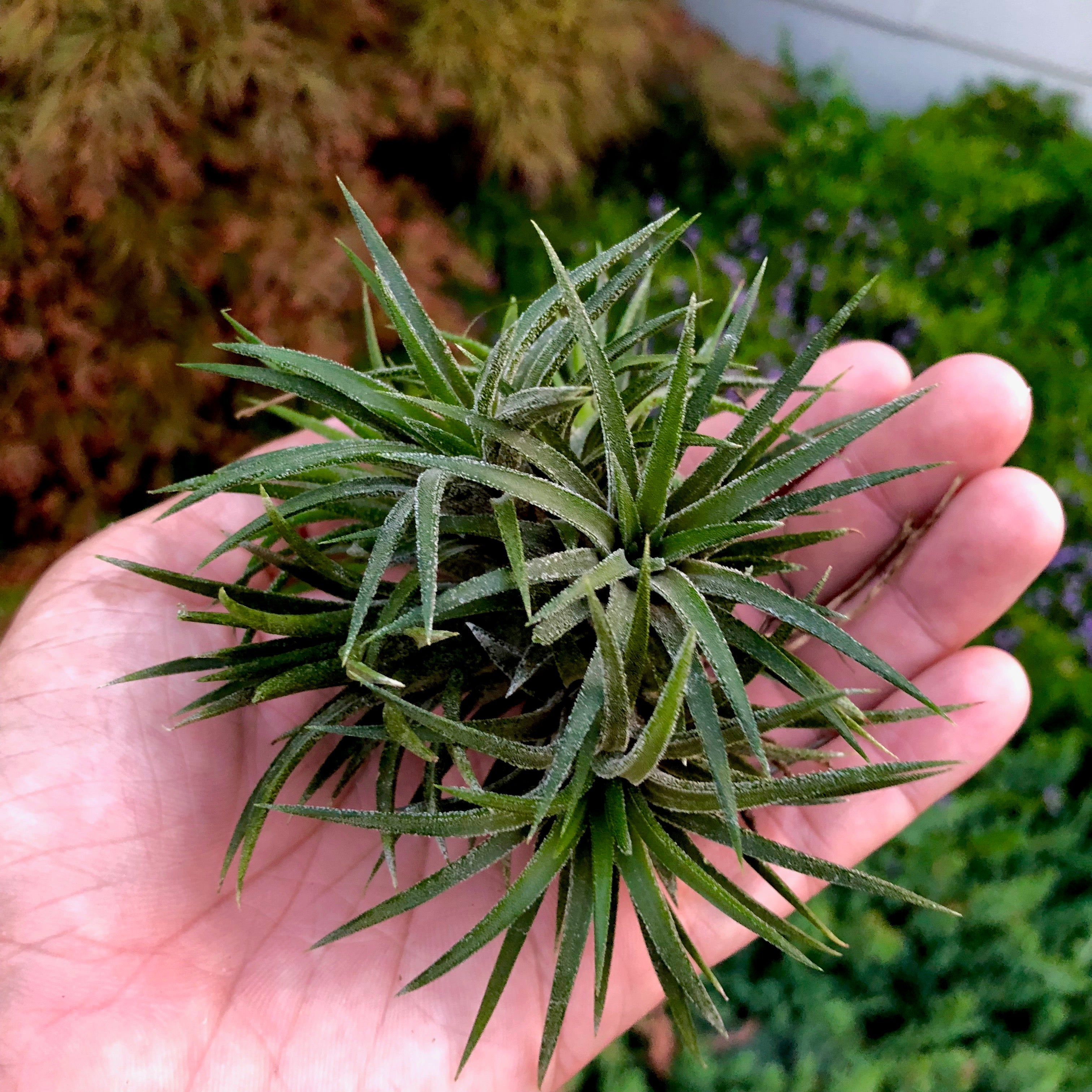 Ionantha Tillandsia Ionantha Druid Clumps Air Plant Yellow With White Flower