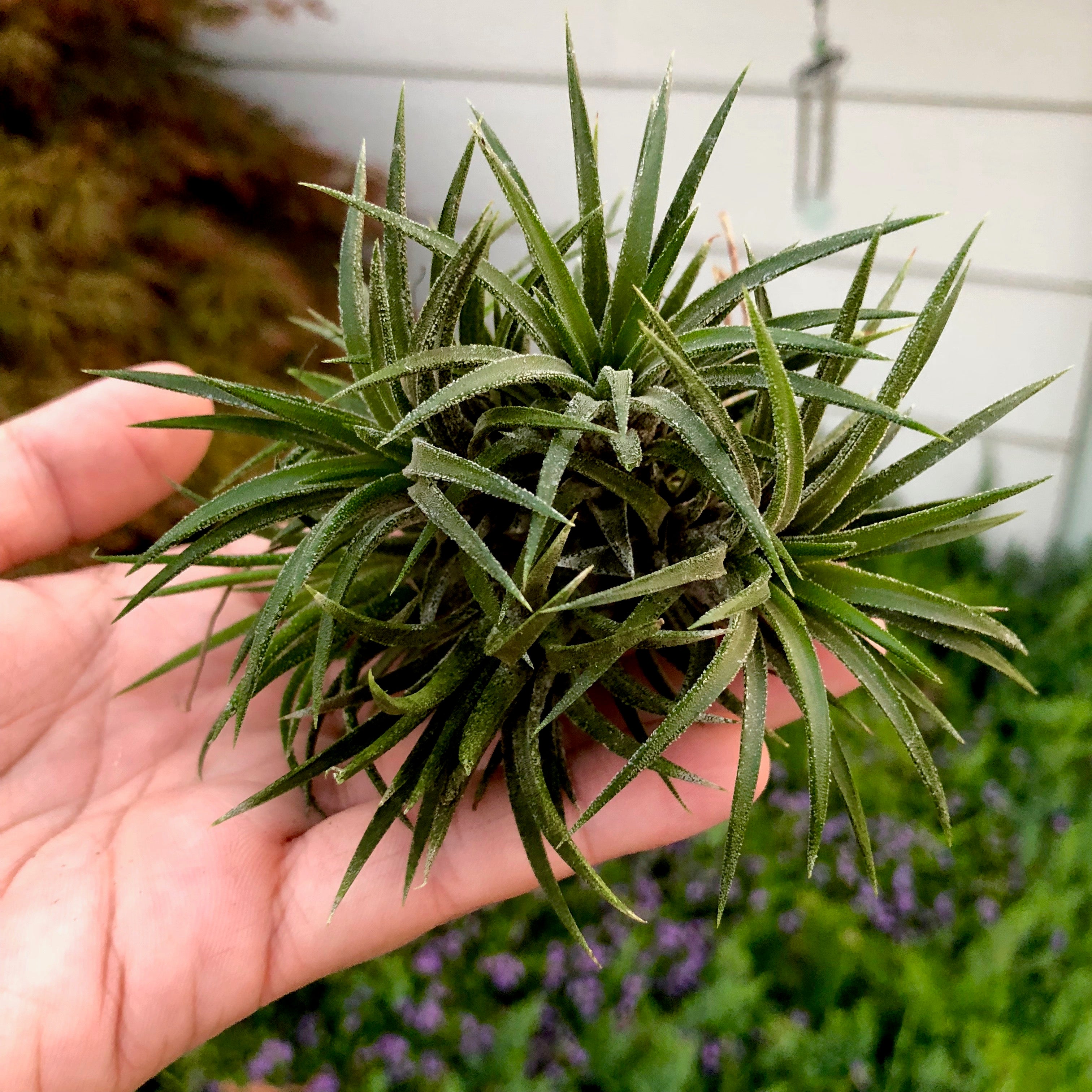 Ionantha Tillandsia Ionantha Druid Clumps Air Plant Yellow With White Flower