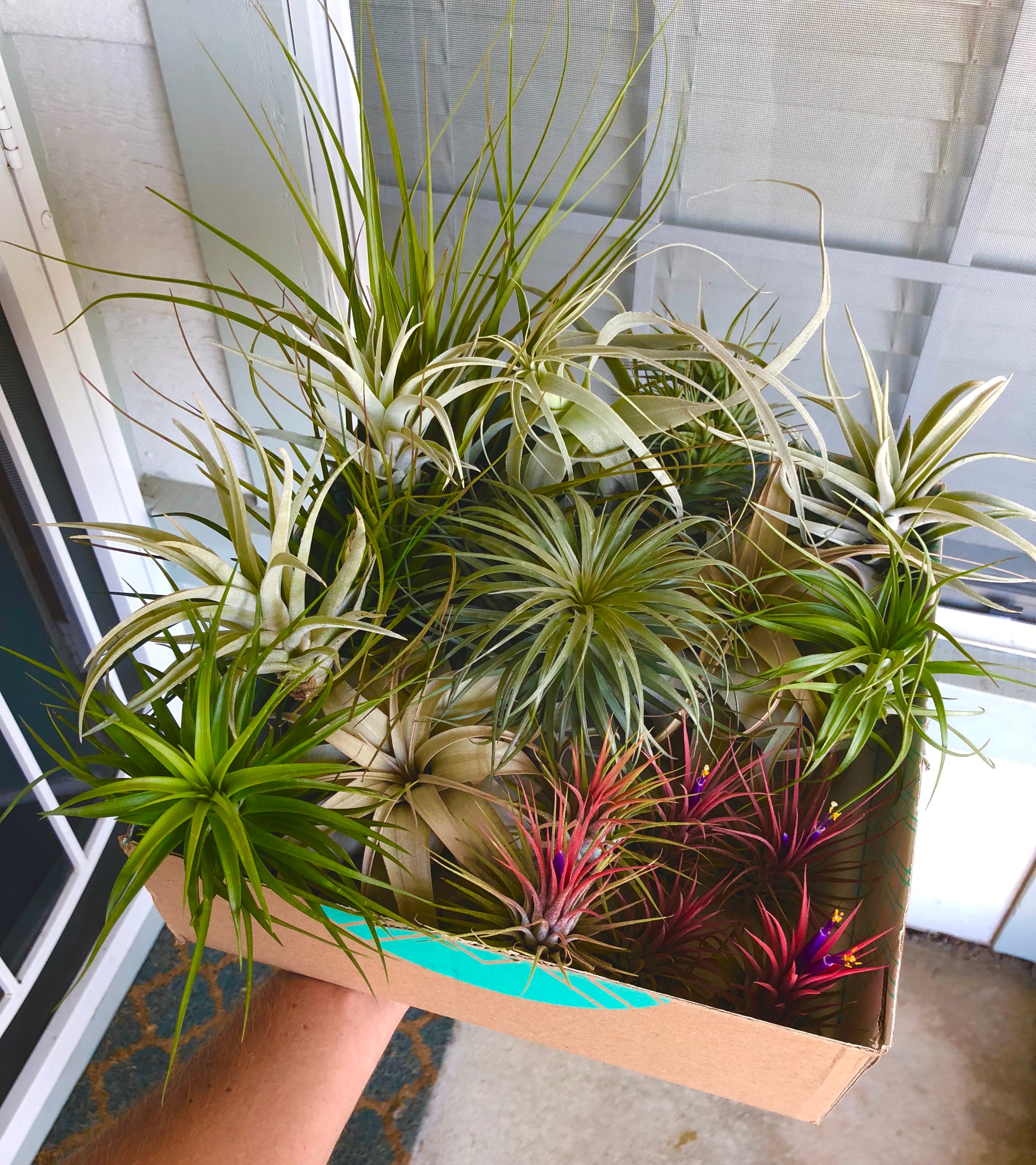 Beautiful colorful air plant tillandsia mix for sale displayed in a box