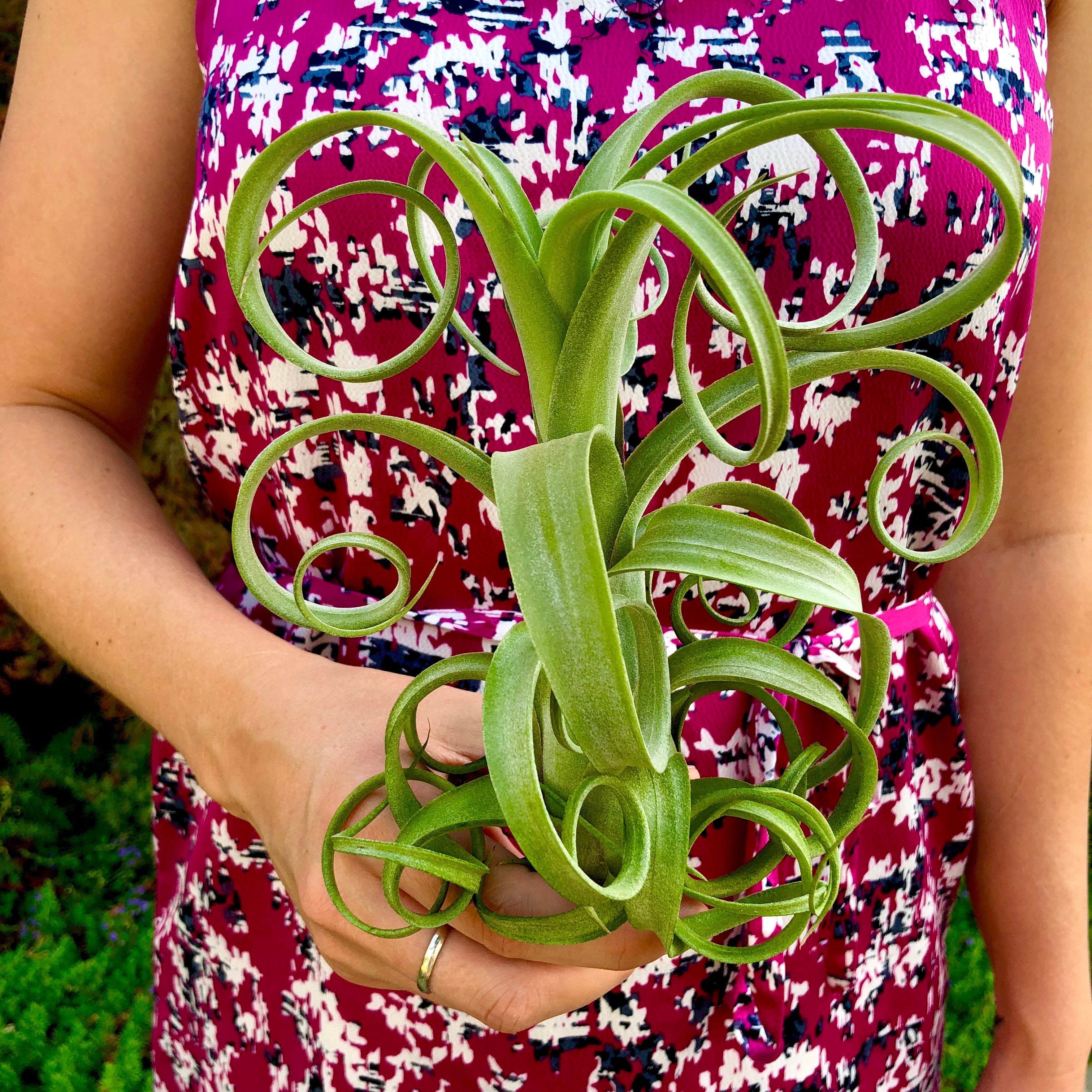 Curly Slim 5"-6" (Intermedia x Streptophylla) - Air Plant Hub 