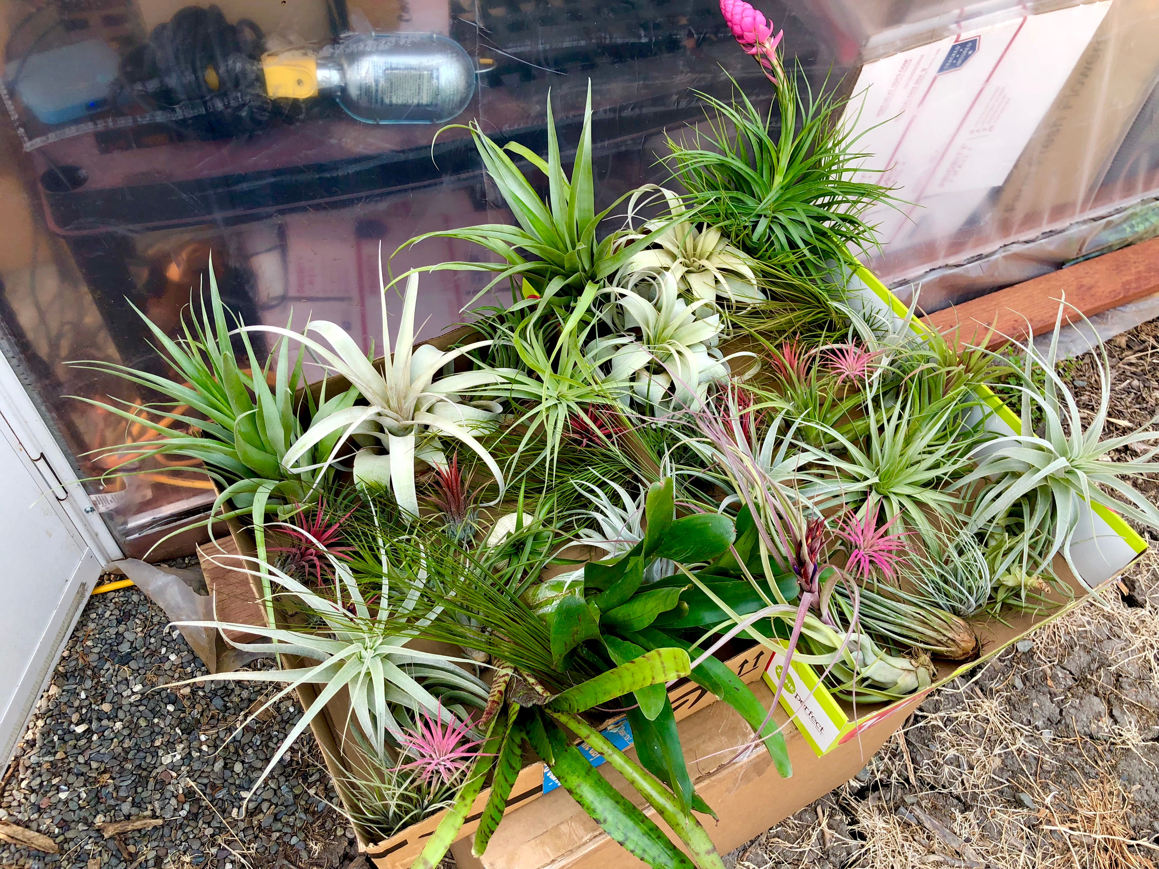 Beautiful colorful air plant tillandsia mix for sale displayed in a box