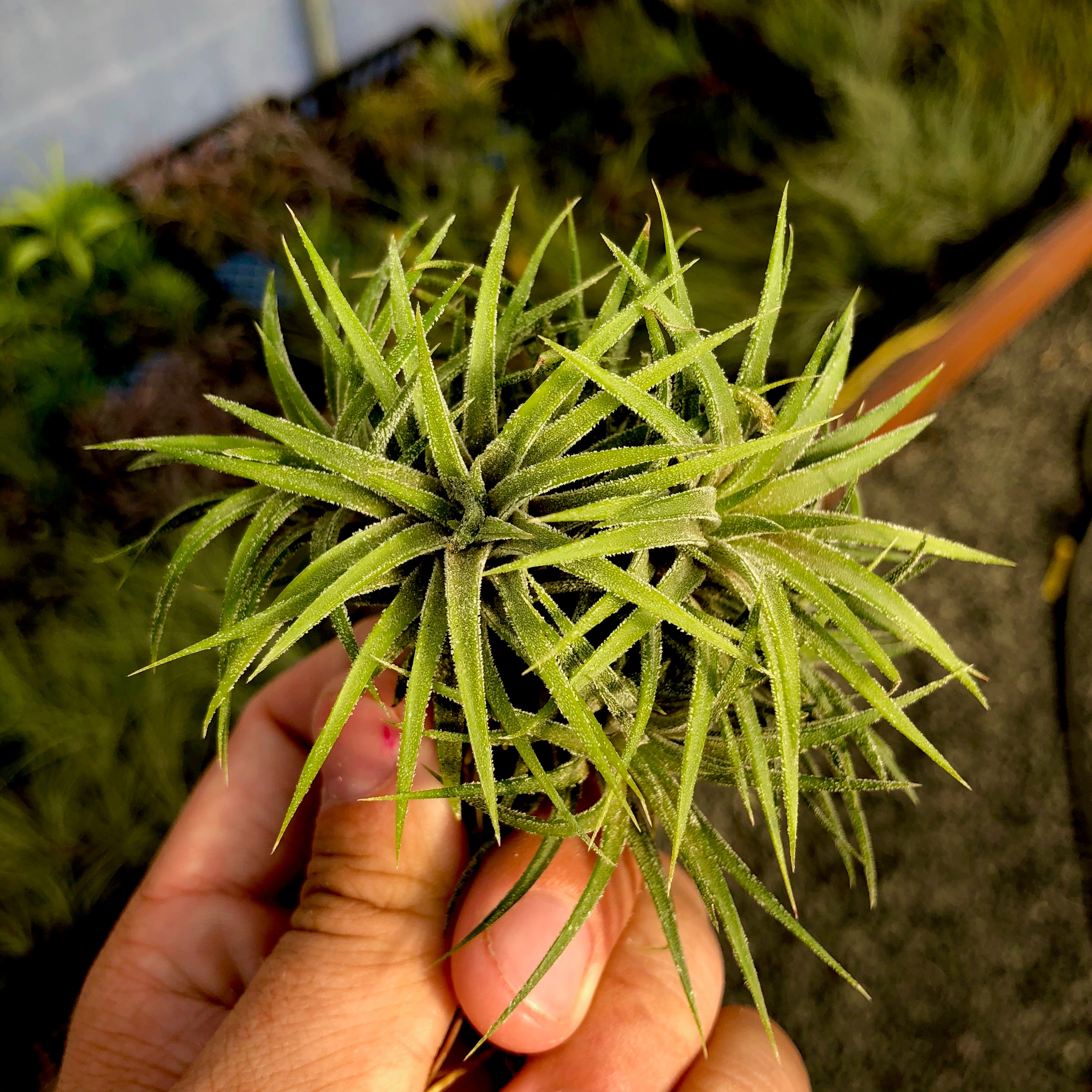 Ionantha Tillandsia Ionantha Druid Clumps Air Plant Yellow With White Flower