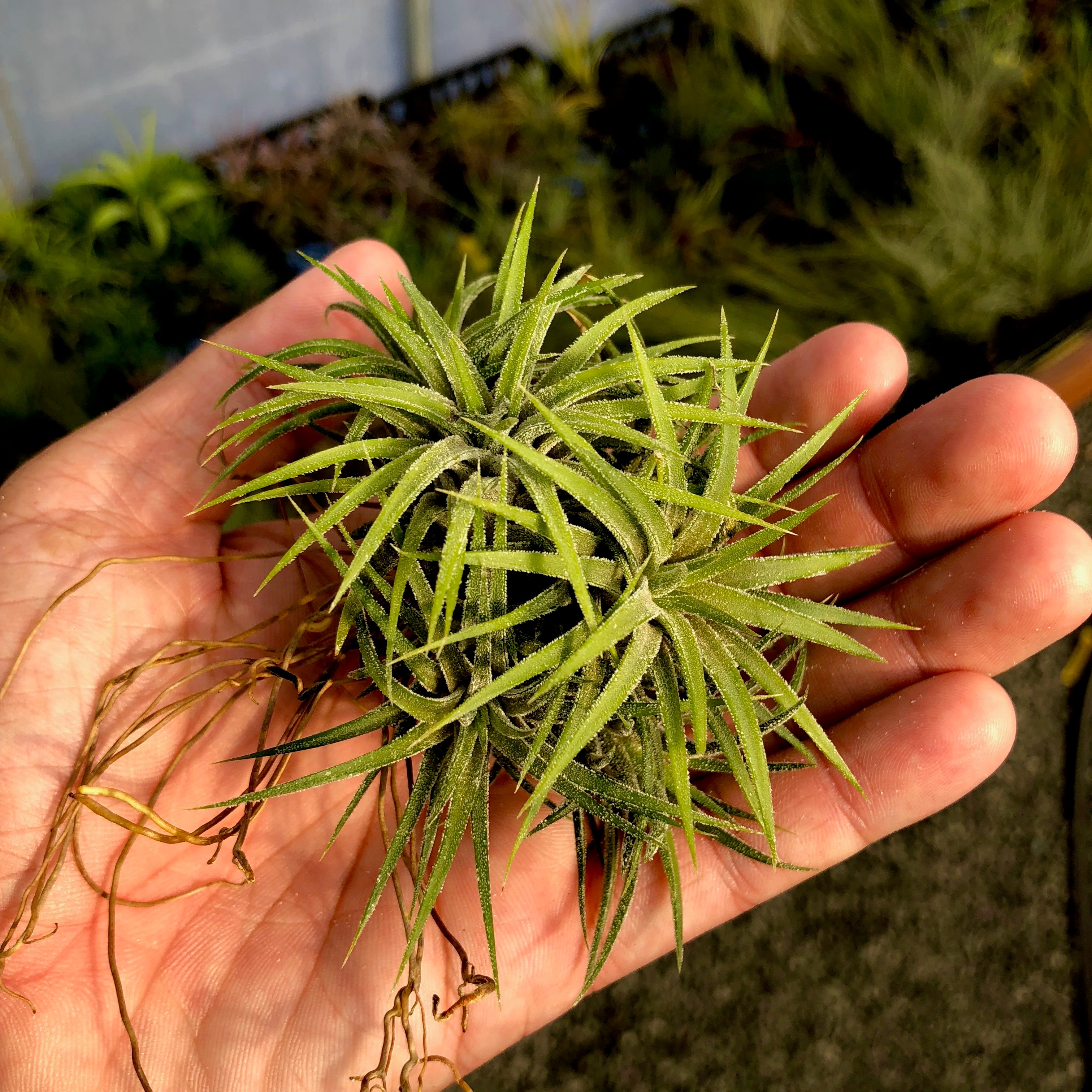 Ionantha Tillandsia Ionantha Druid Clumps Air Plant Yellow With White Flower