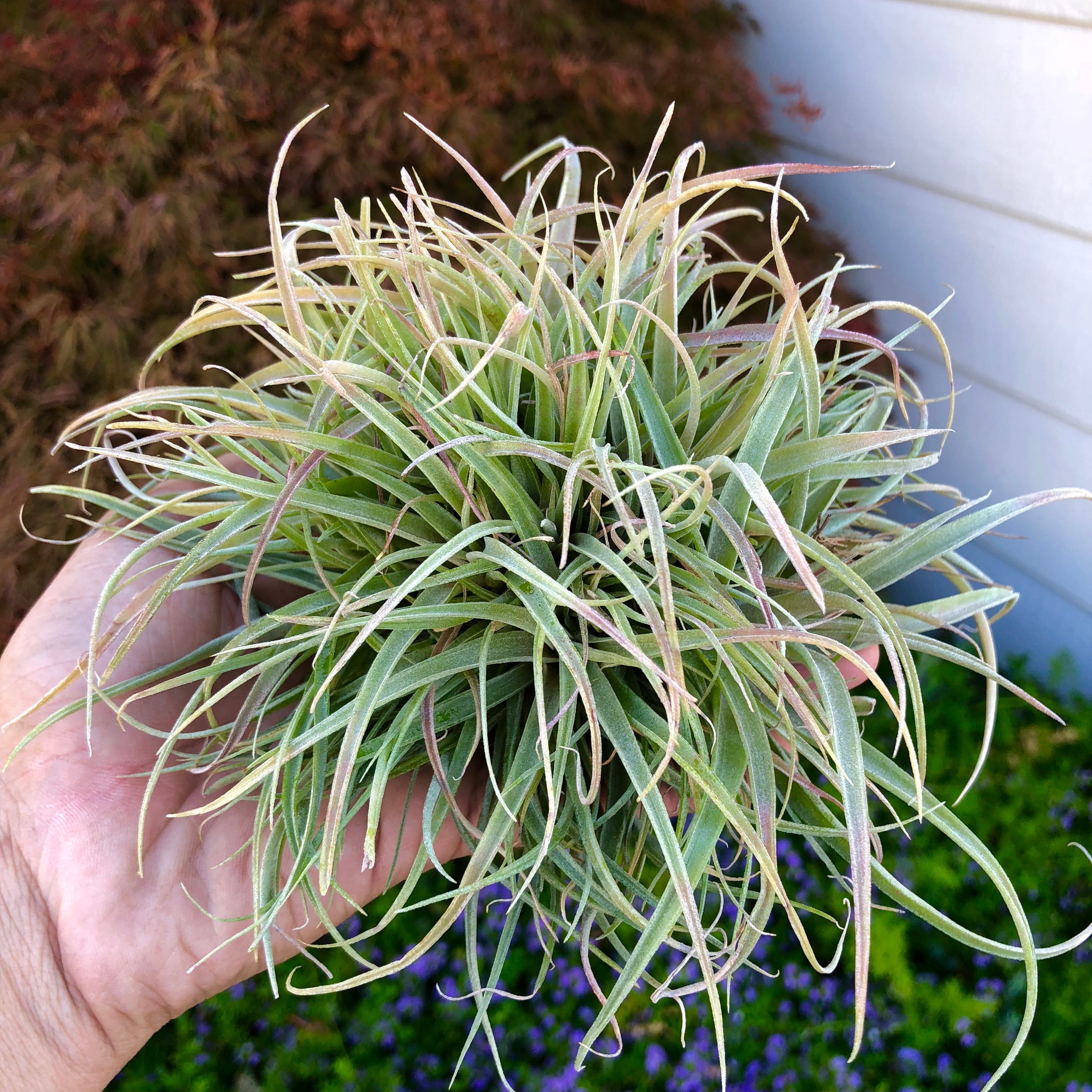 Tillandsia betty (Brachycaulos x xerographica) clump air plant with pups in hand