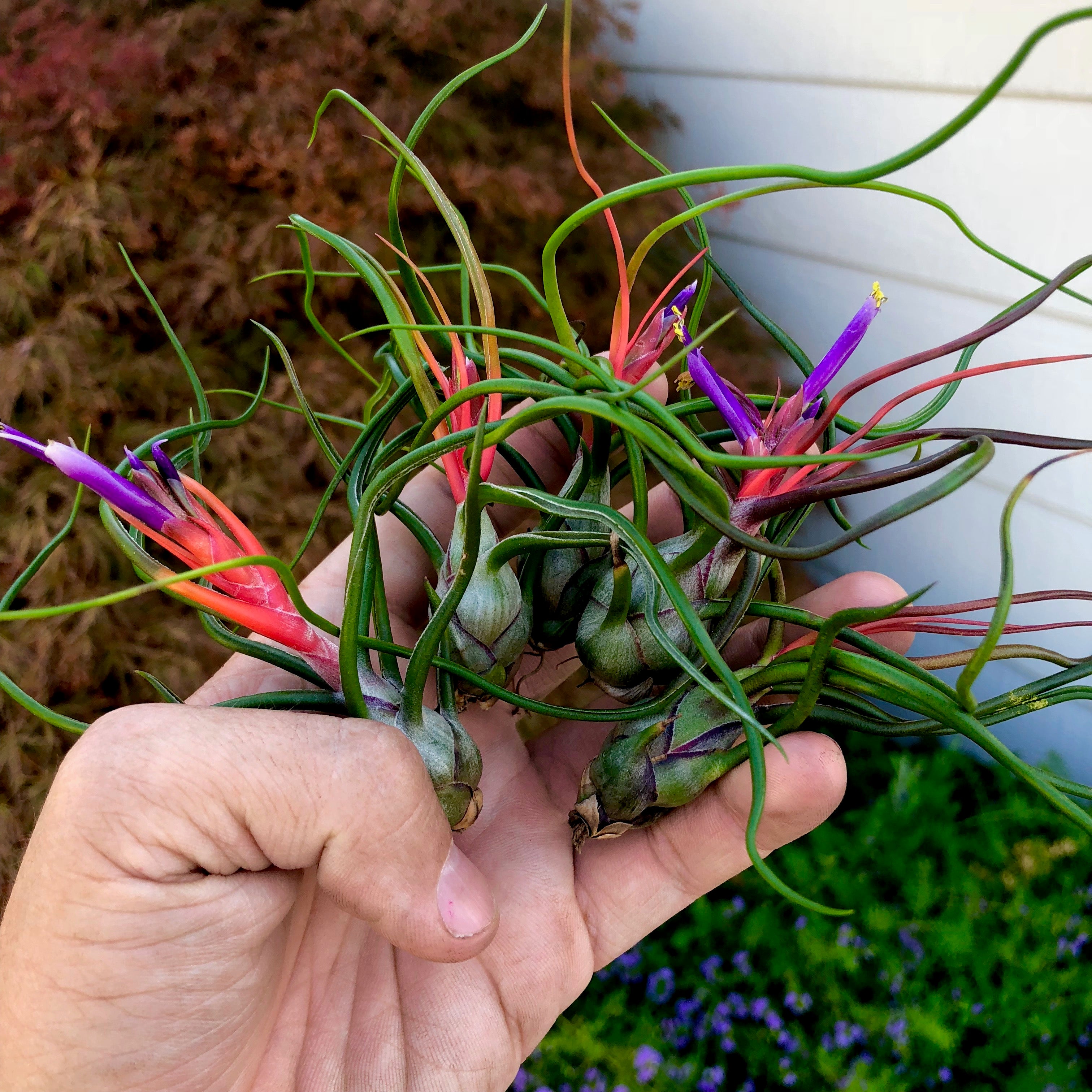 Wholesale Bulbosa Medium <br> (Minimum Order 5)