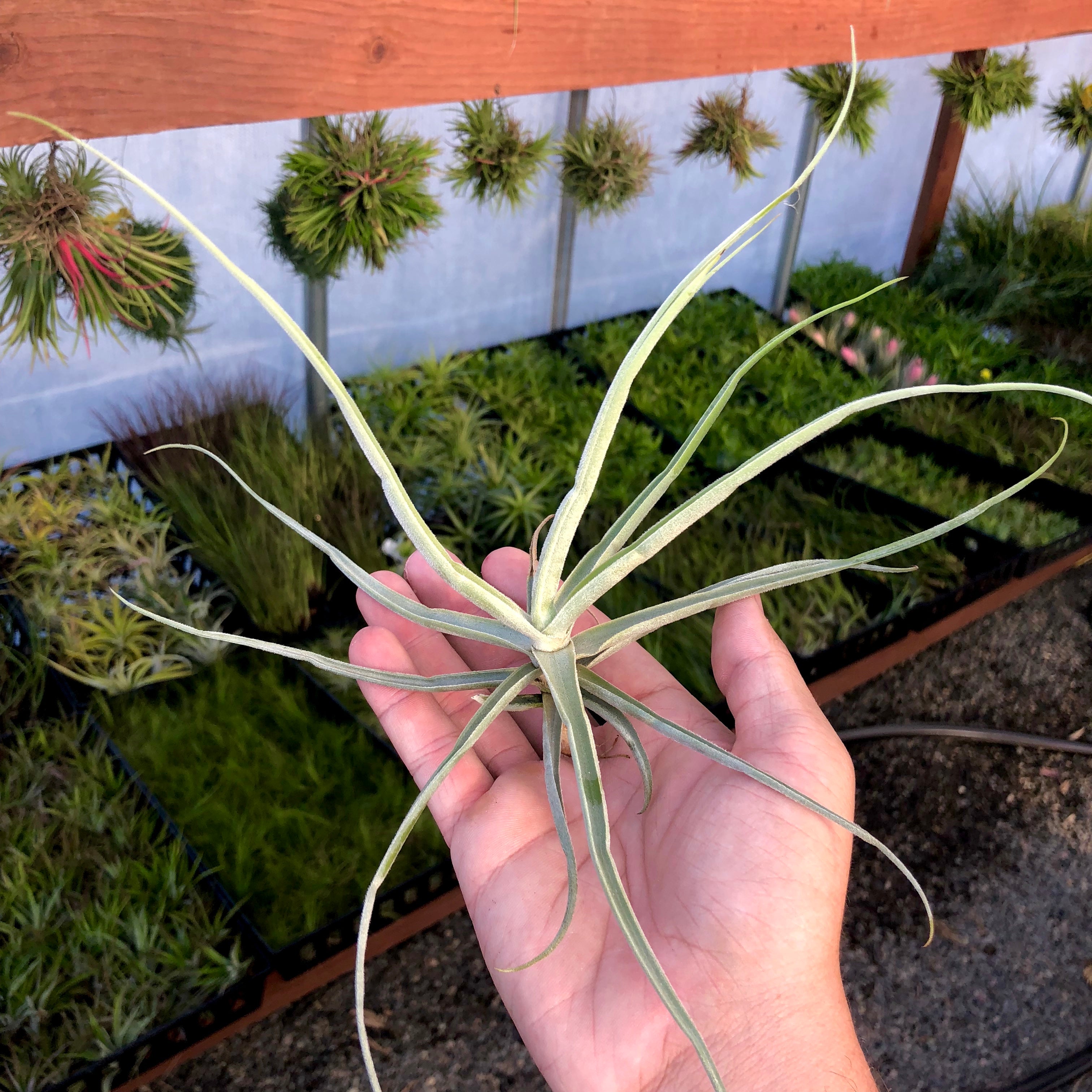 fragrant air plants Streptocarpa (Fragrant When In Bloom) Large