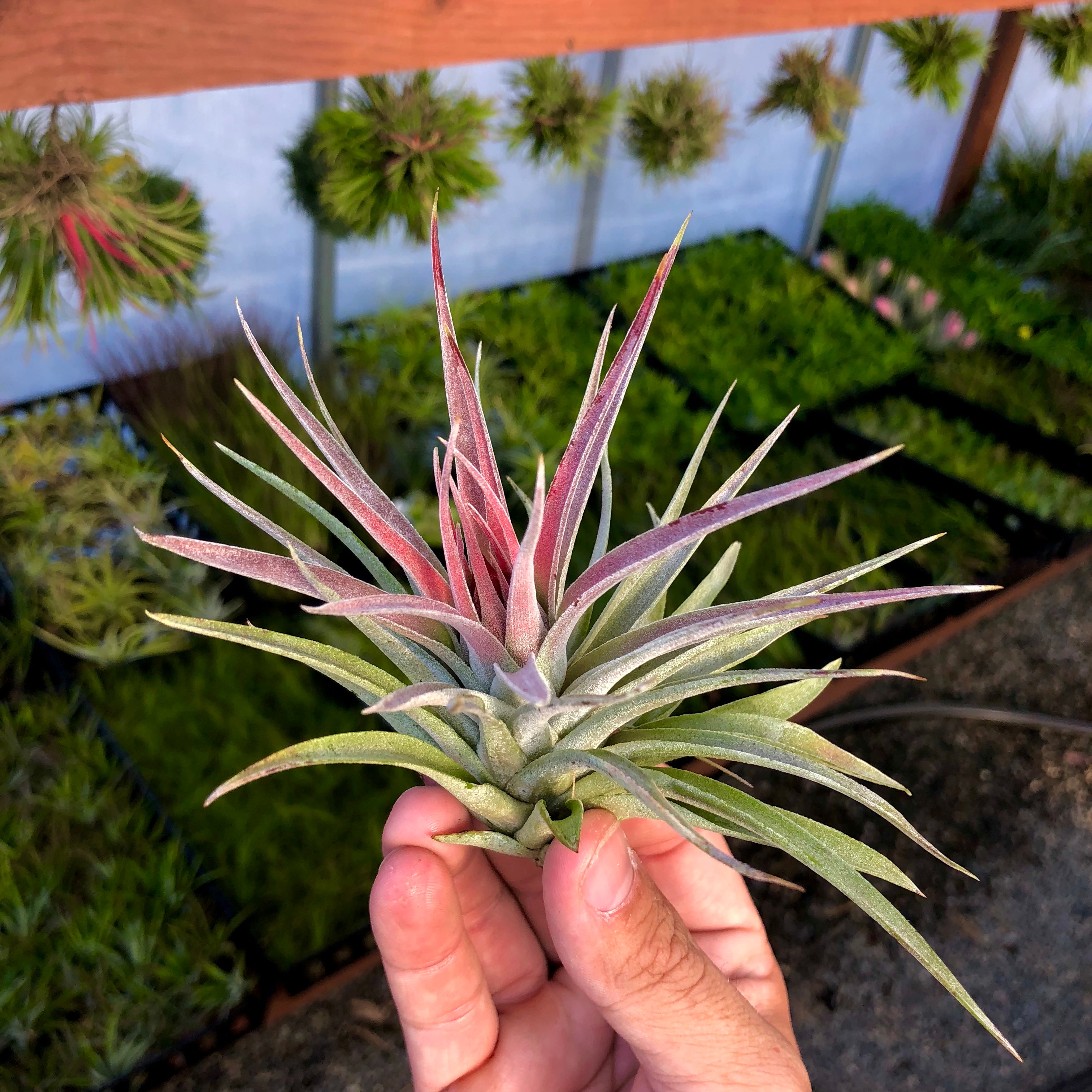 Tillandsia Kammii Air Plant Rare CITES Houseplant