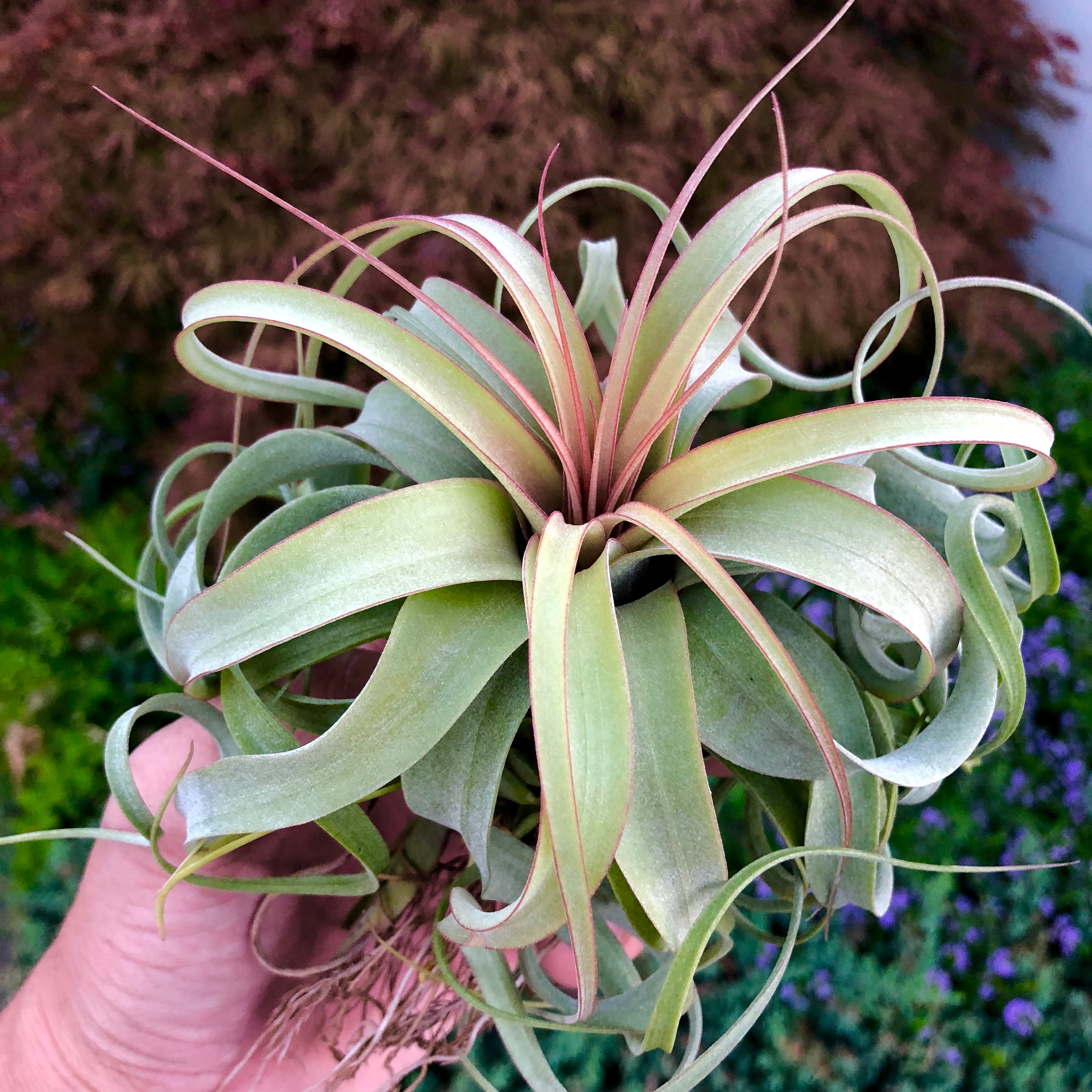 Elisa <br> (Concolor x Streptophylla) Tillandsia Air Plant Rare Round Share Recurving Houseplant