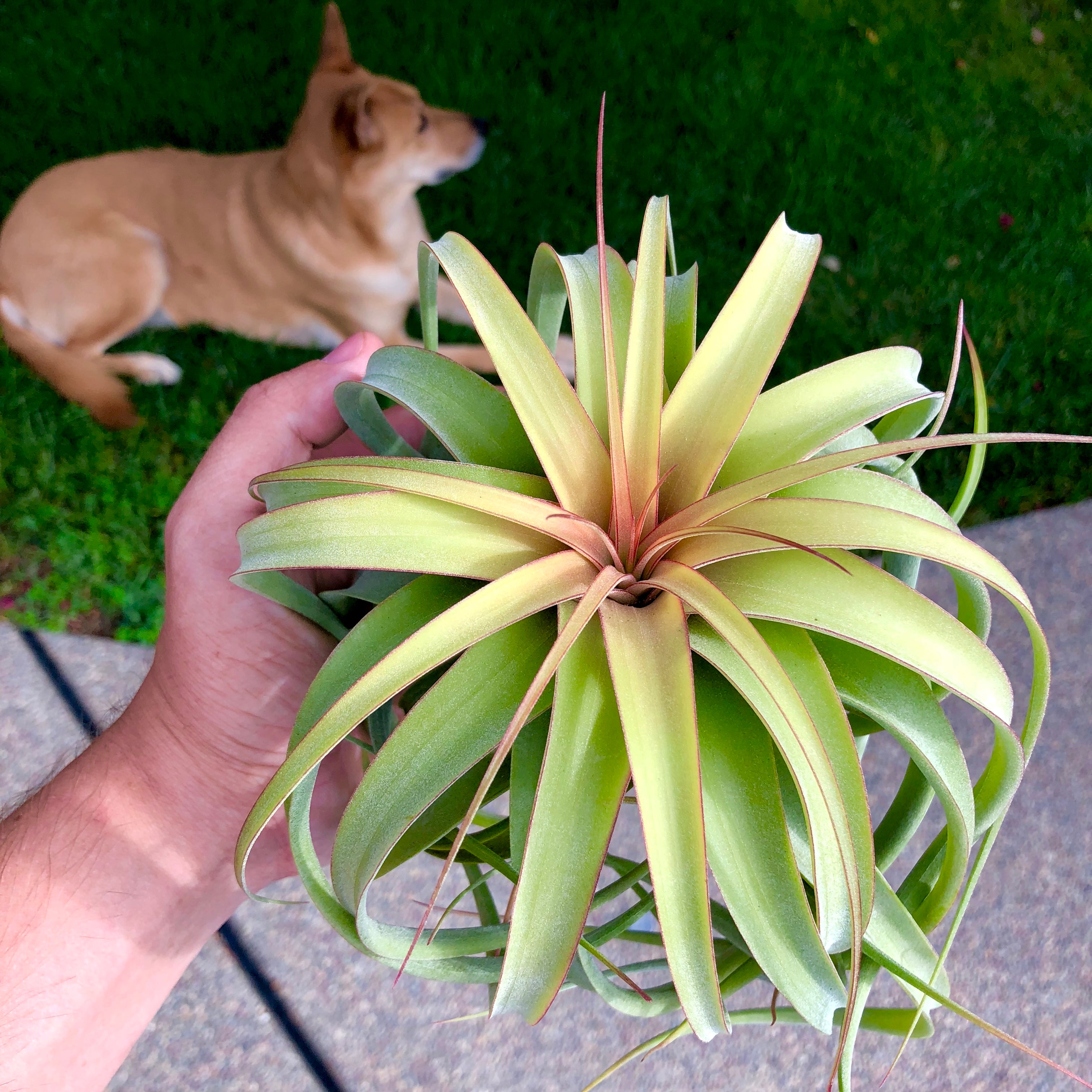 Elisa <br> (Concolor x Streptophylla) Tillandsia Air Plant Rare Round Share Recurving Houseplant