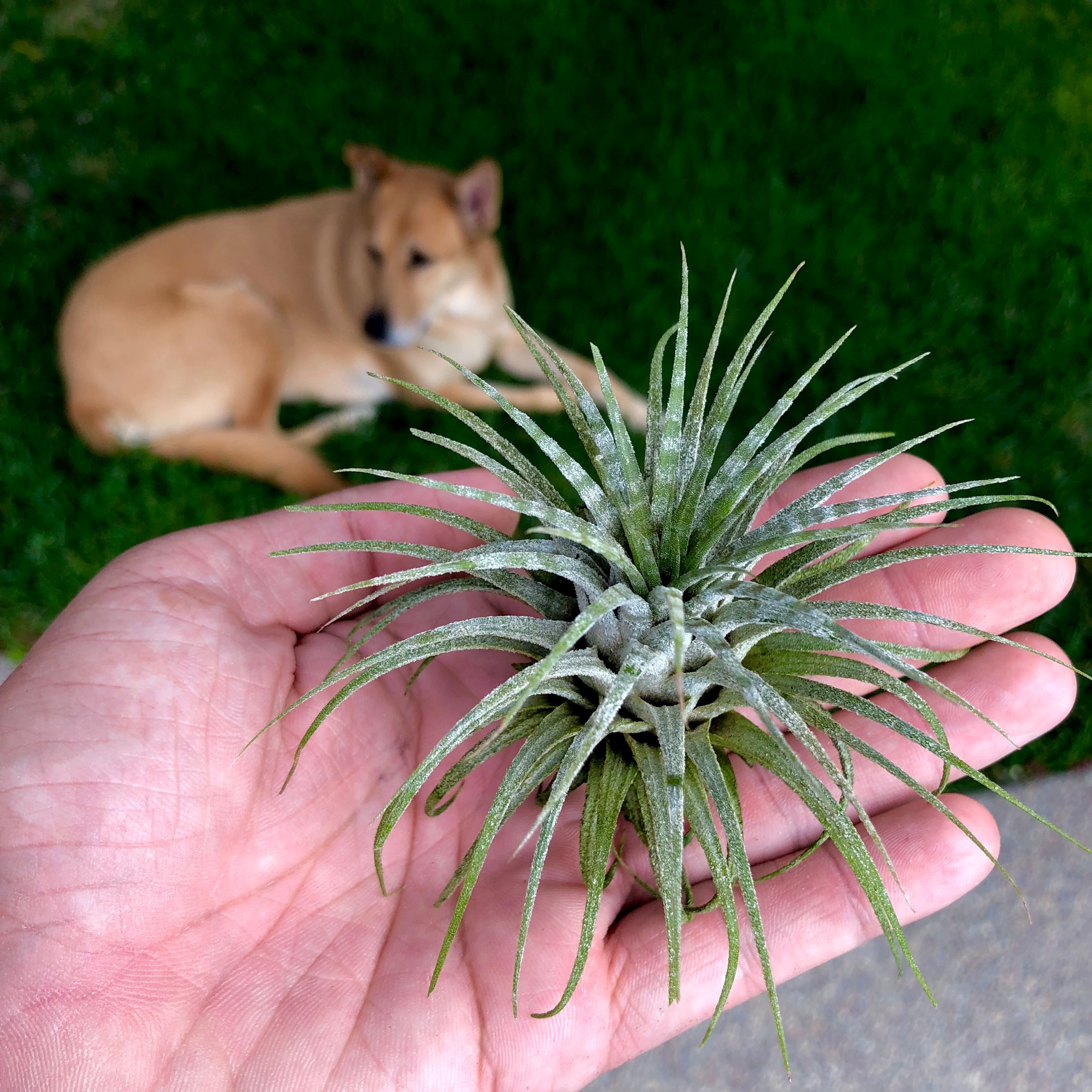 Tillandsia Ionantha Zebrina Rare Banded Air Plant For Sale