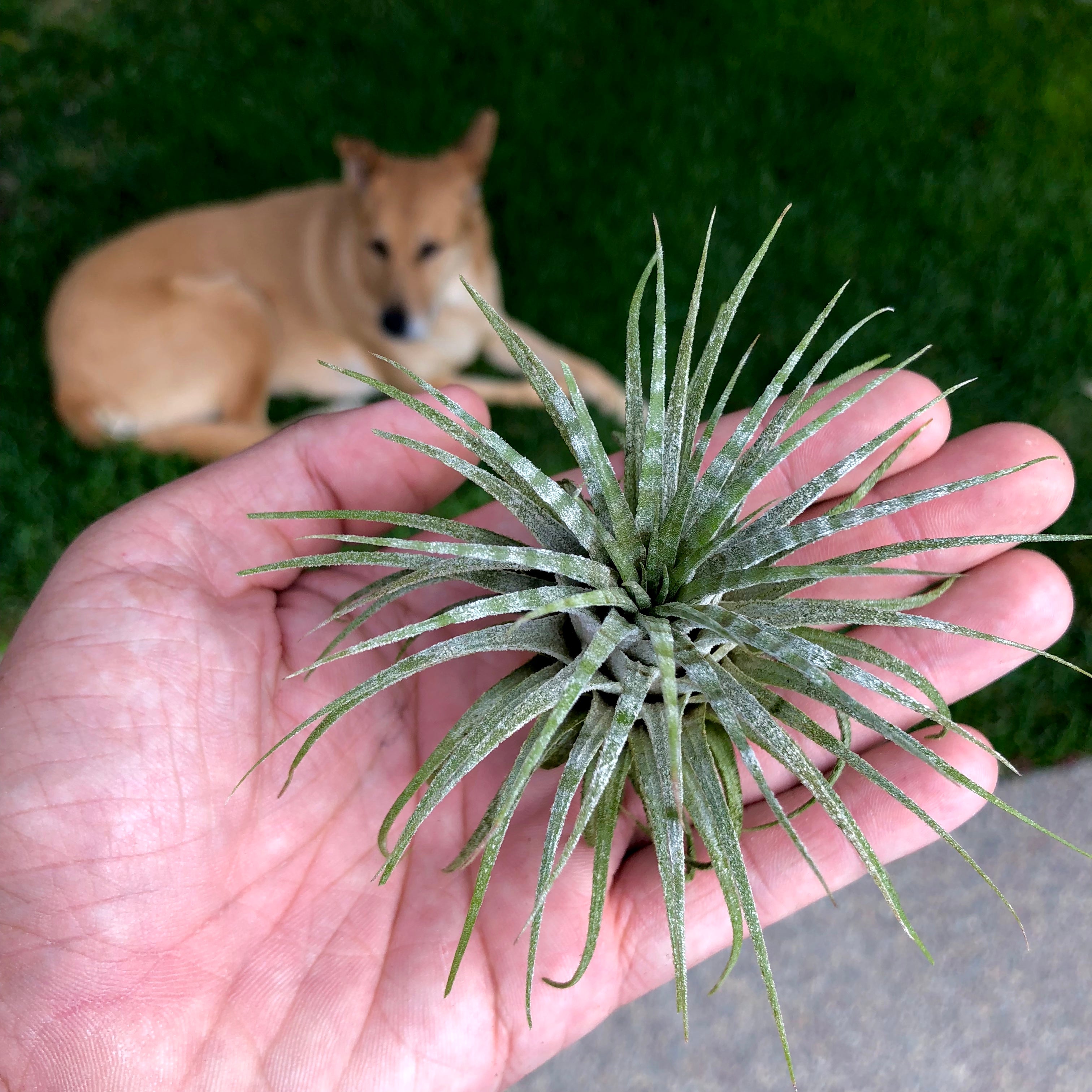 Tillandsia Ionantha Zebrina Rare Banded Air Plant For Sale