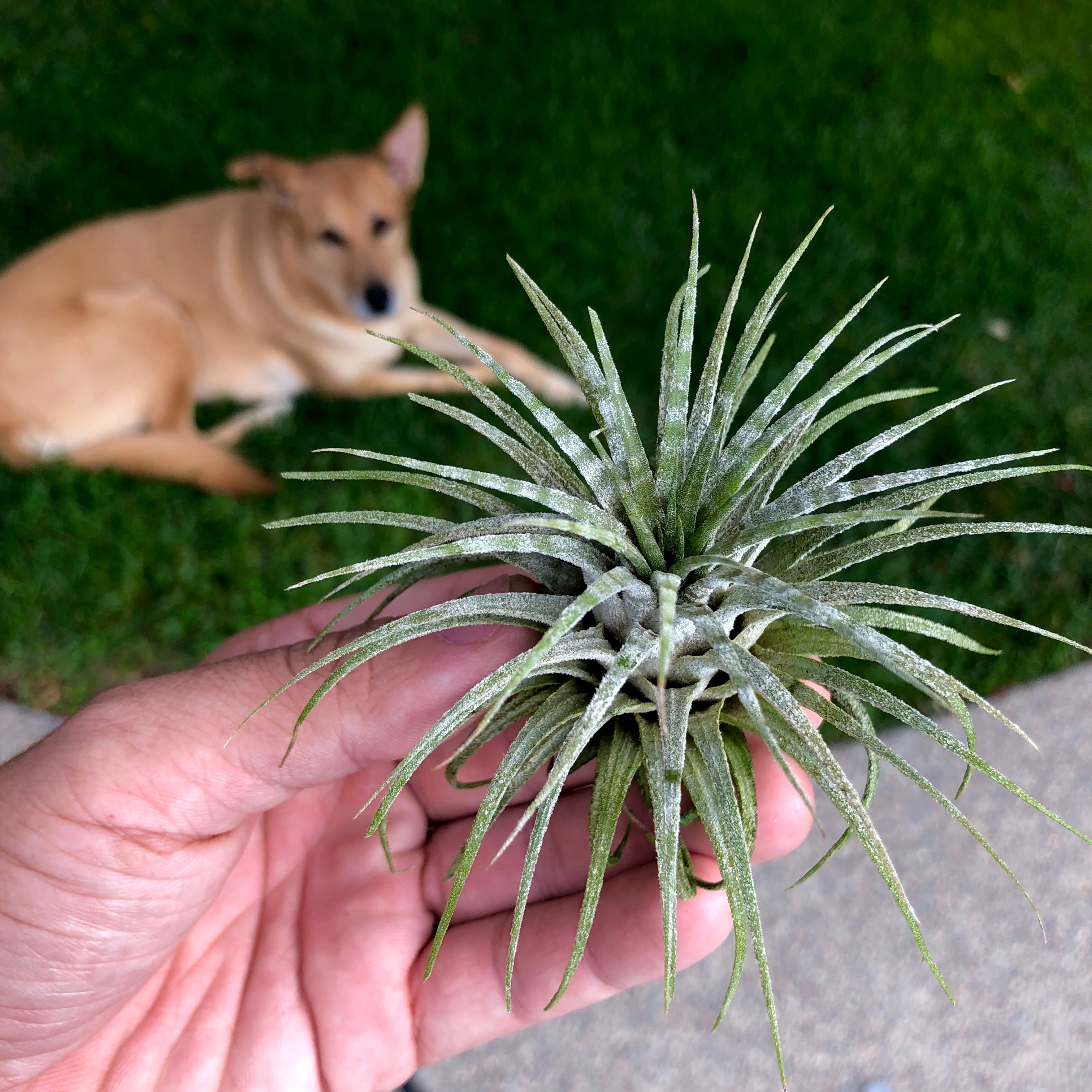 Tillandsia Ionantha Zebrina Rare Banded Air Plant For Sale