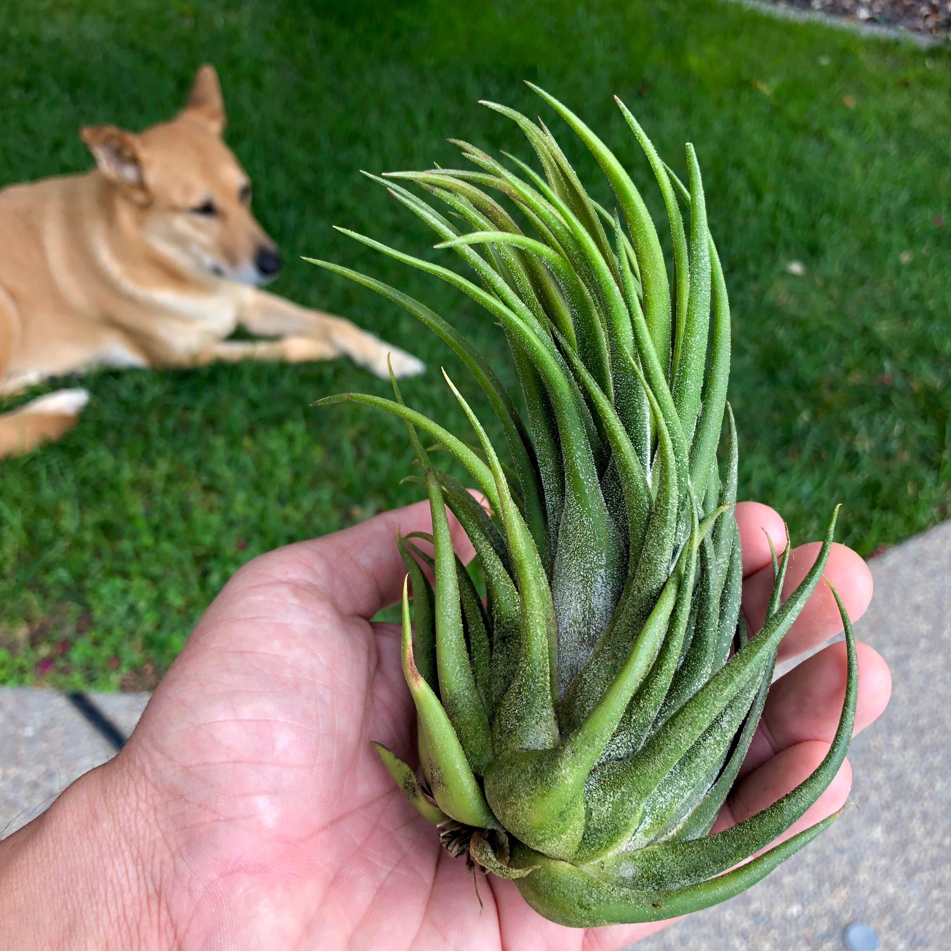 Seleriana x Pruinosa Air Plant Tillandsia Hybrid Rare