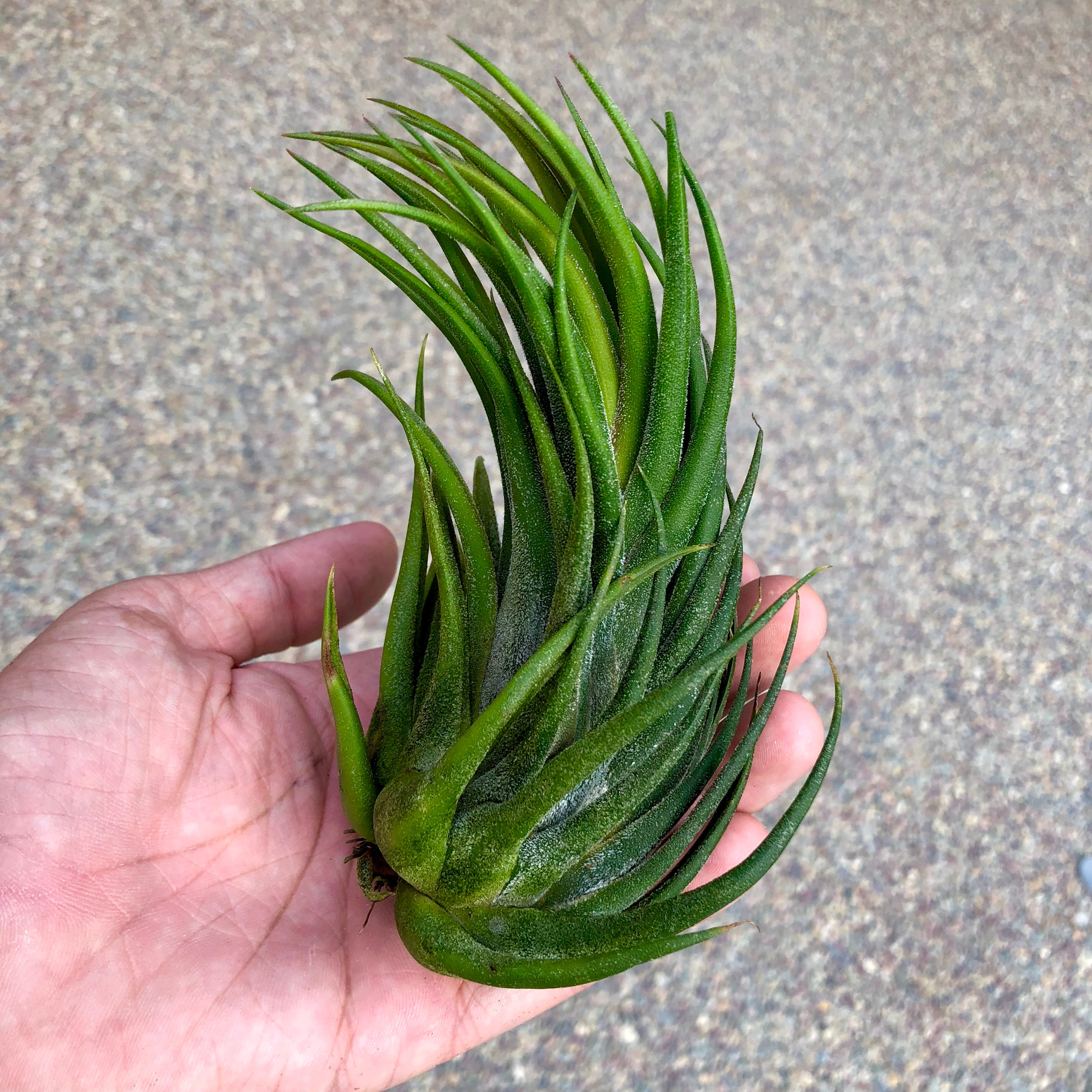 Seleriana x Pruinosa Air Plant Tillandsia Hybrid Rare