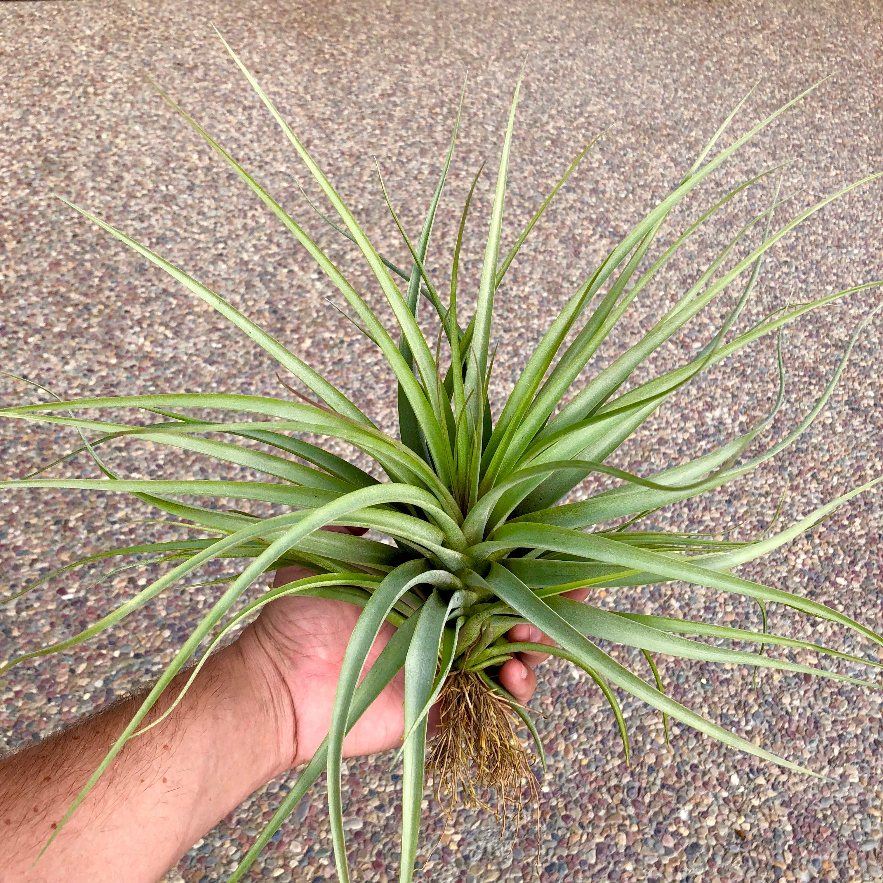 'Sparkler' <br> (Brachycaulos x Concolor) - Air Plant Hub 