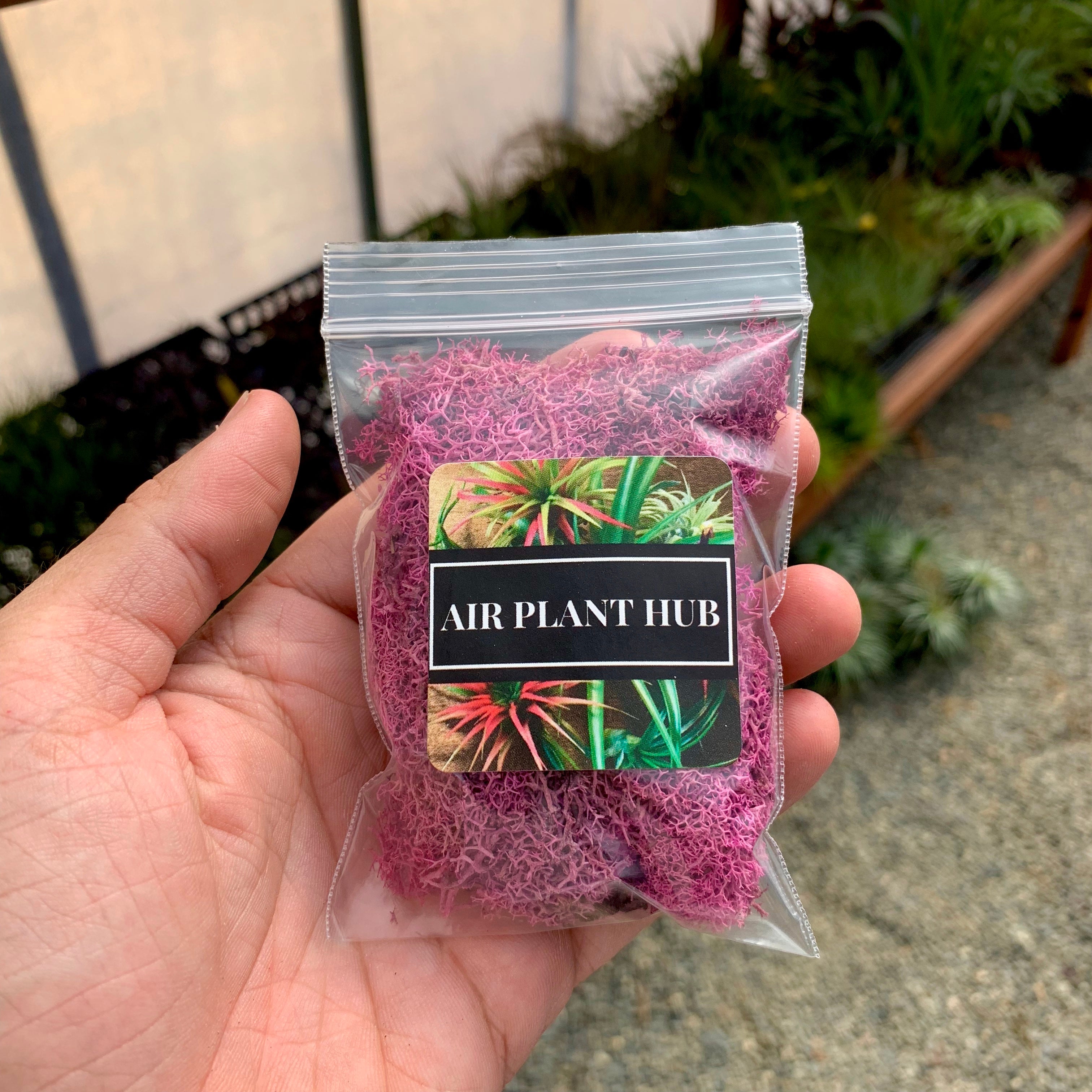 Preserved Accent Moss (Pink) - Air Plant Hub 