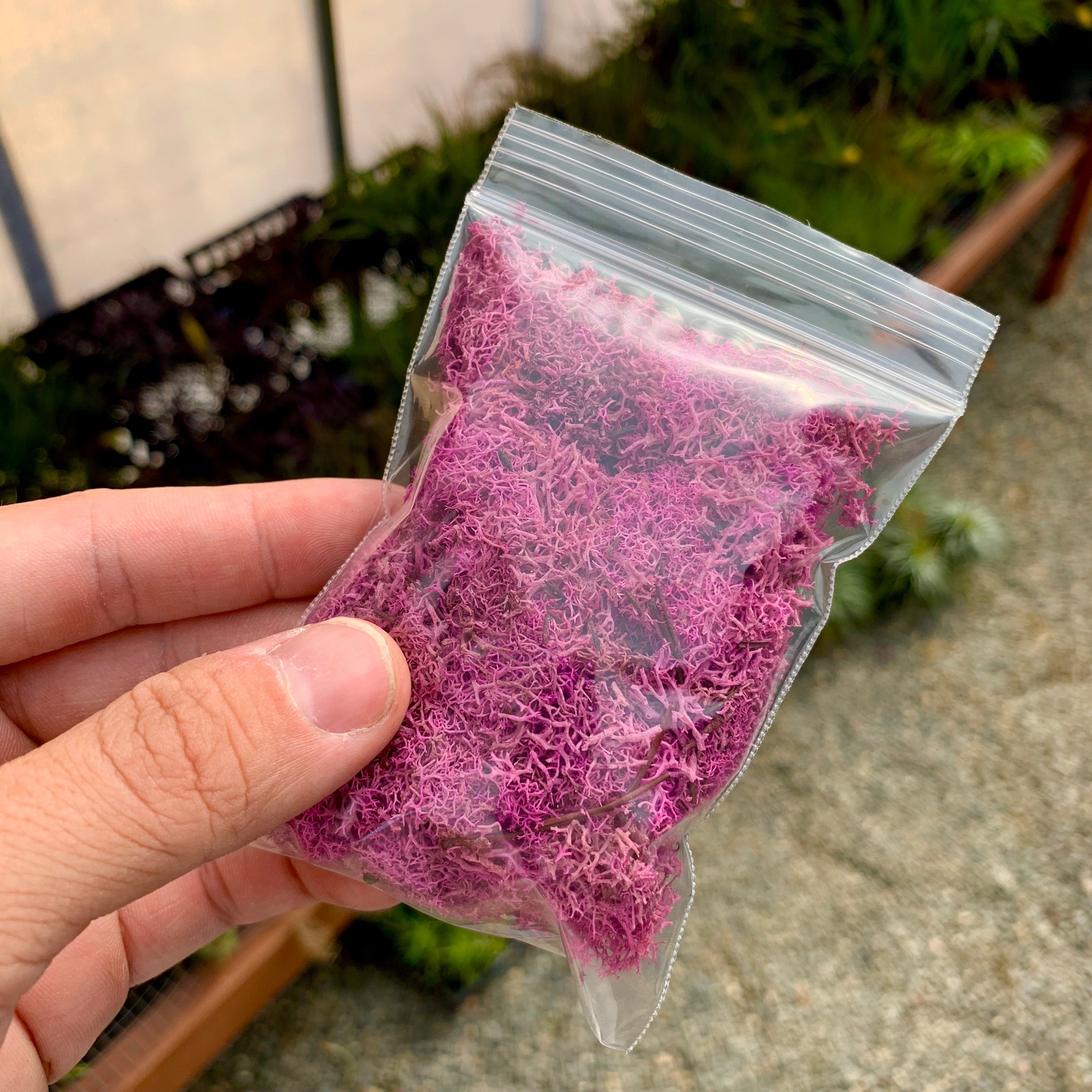 Preserved Accent Moss (Pink) - Air Plant Hub 