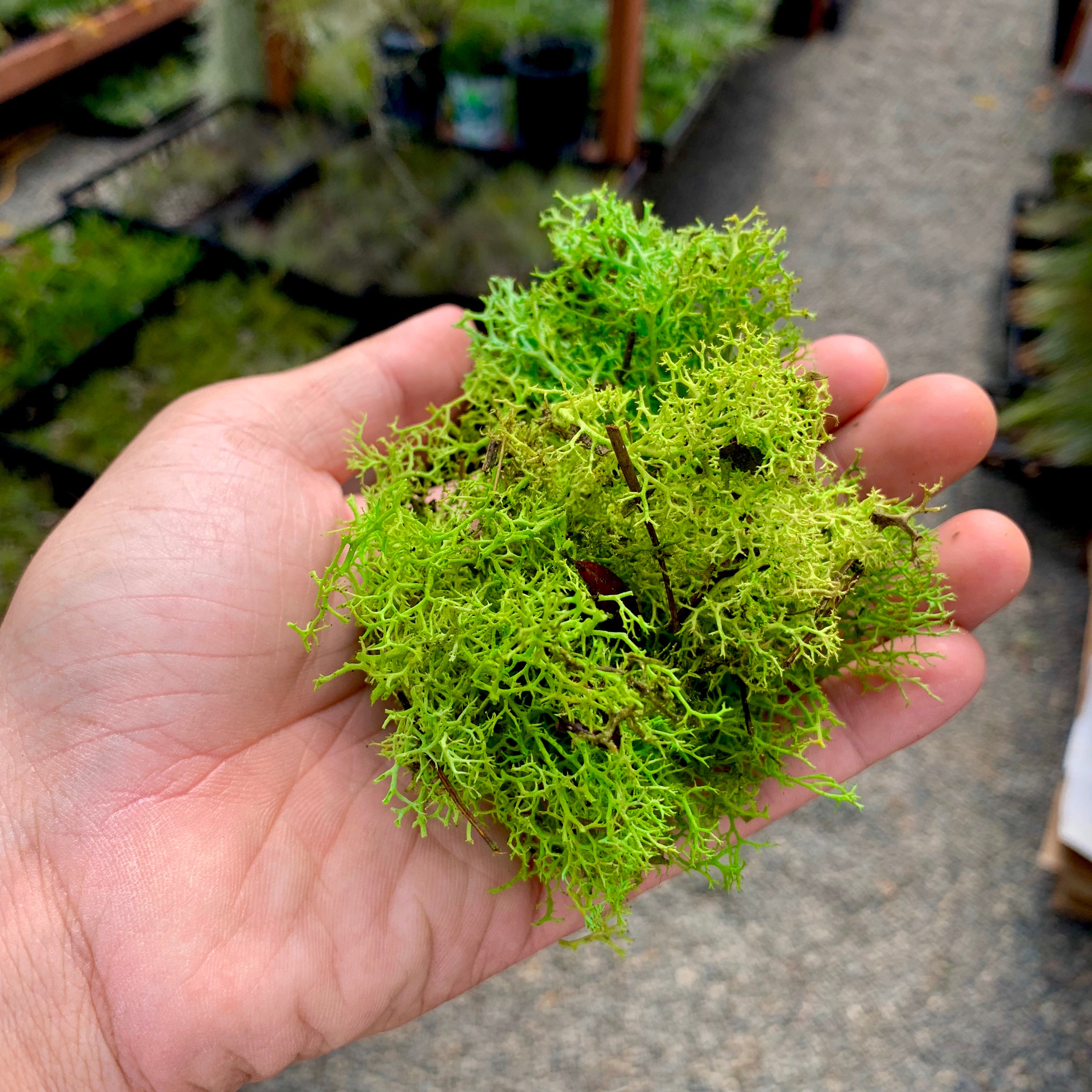 Preserved Accent Moss (Green) - Air Plant Hub 