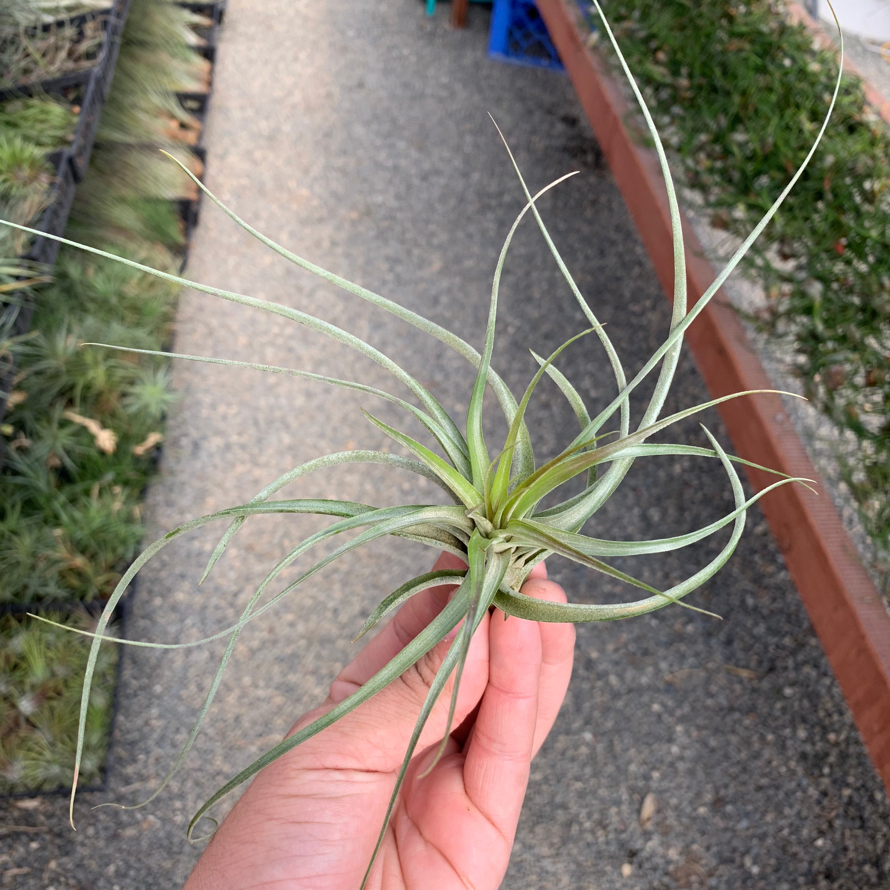 'Starburst' (Brachycaulos x Schiedeana) rare air plant hybrid tillandsia for terrariums