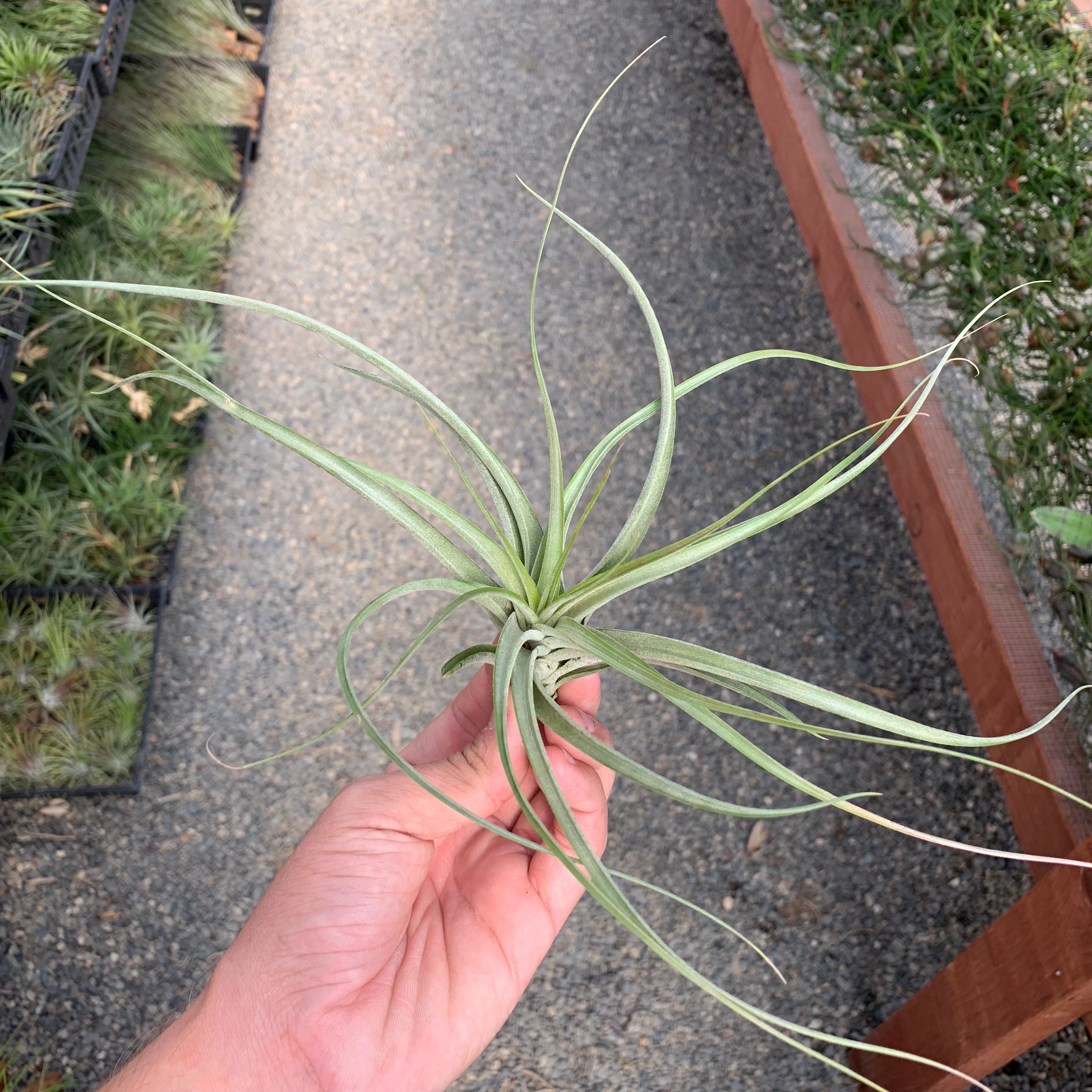 'Starburst' (Brachycaulos x Schiedeana) rare air plant hybrid tillandsia for terrariums