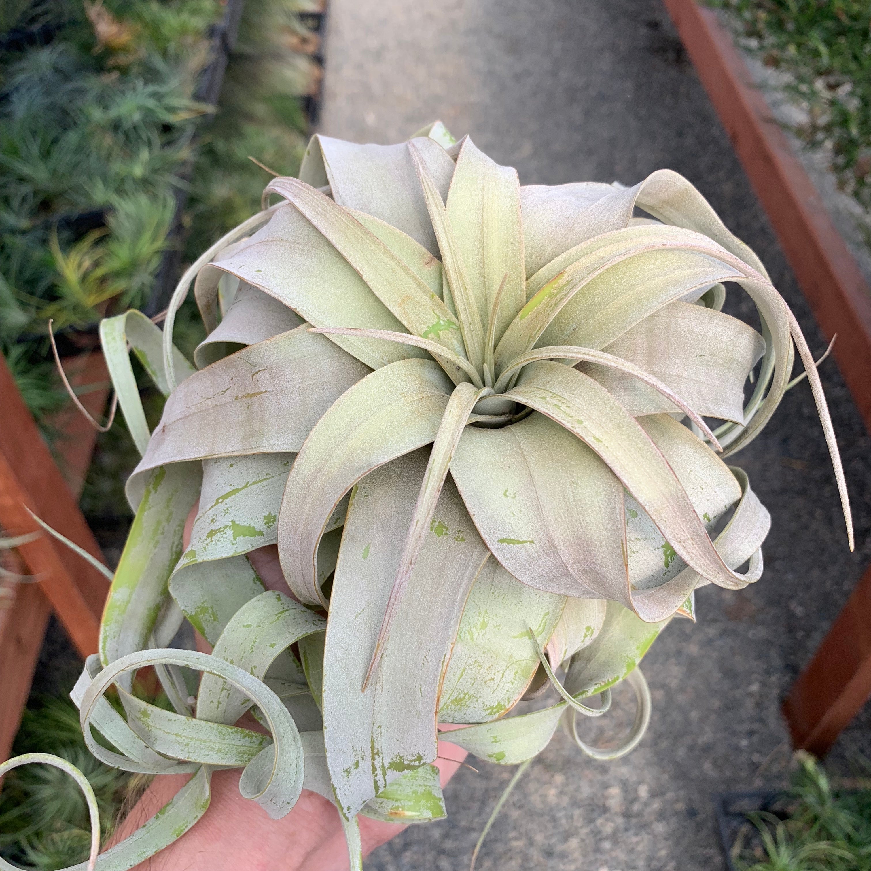 Xerographica Tillandsia Air Plant White Decor Design