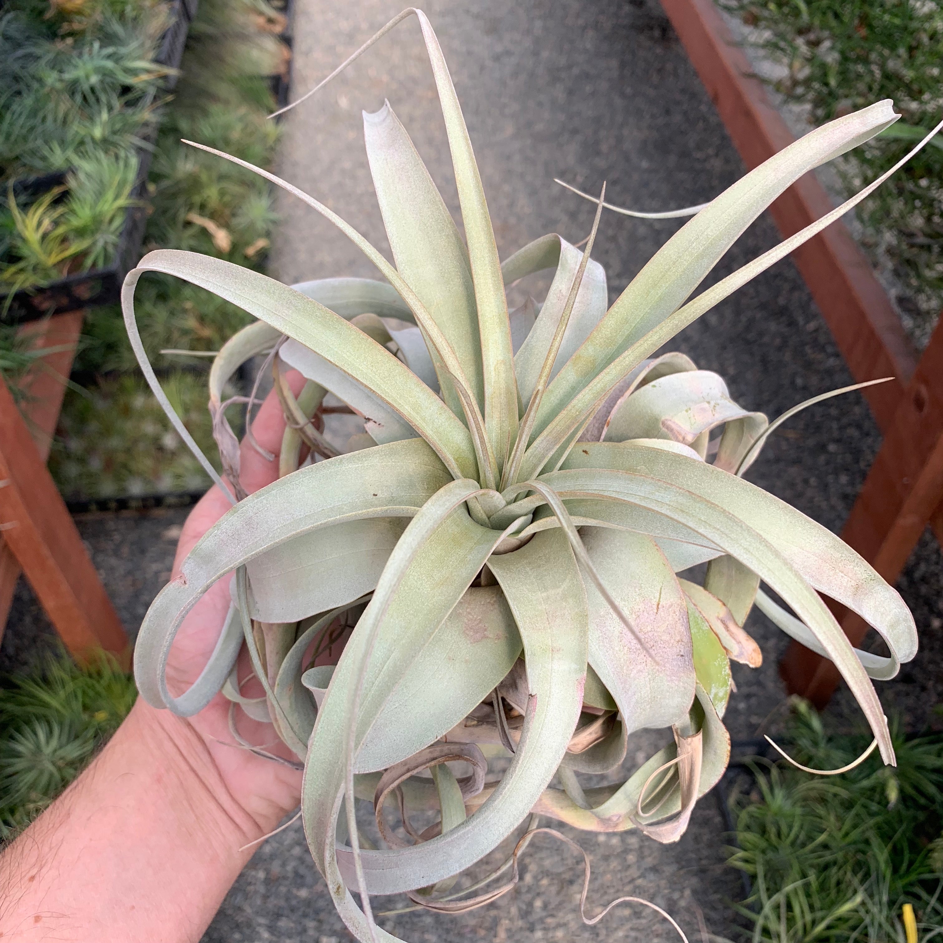 Xerographica Tillandsia Air Plant White Decor Design