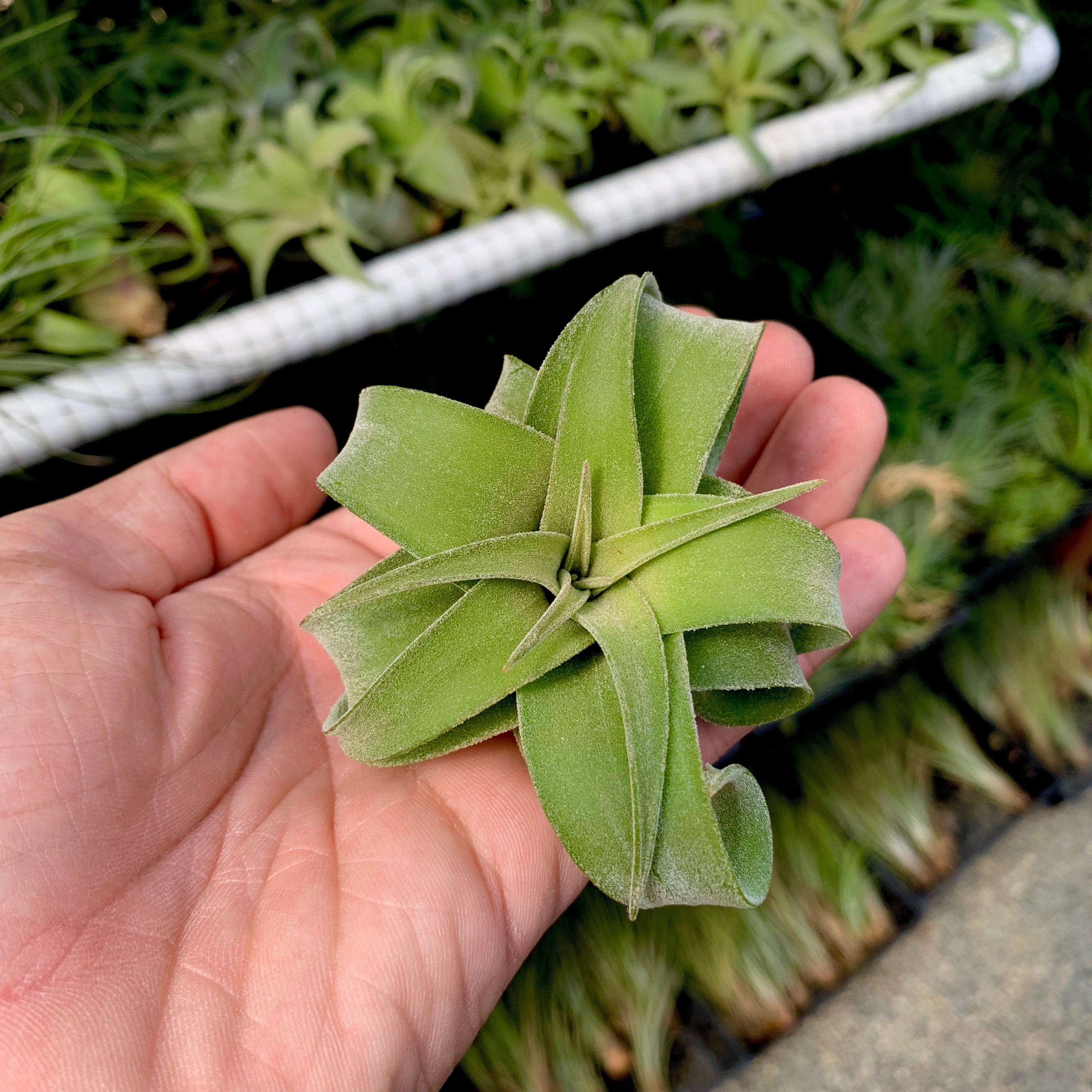 TIllandsia streptophylla curly shirly temple air plant 