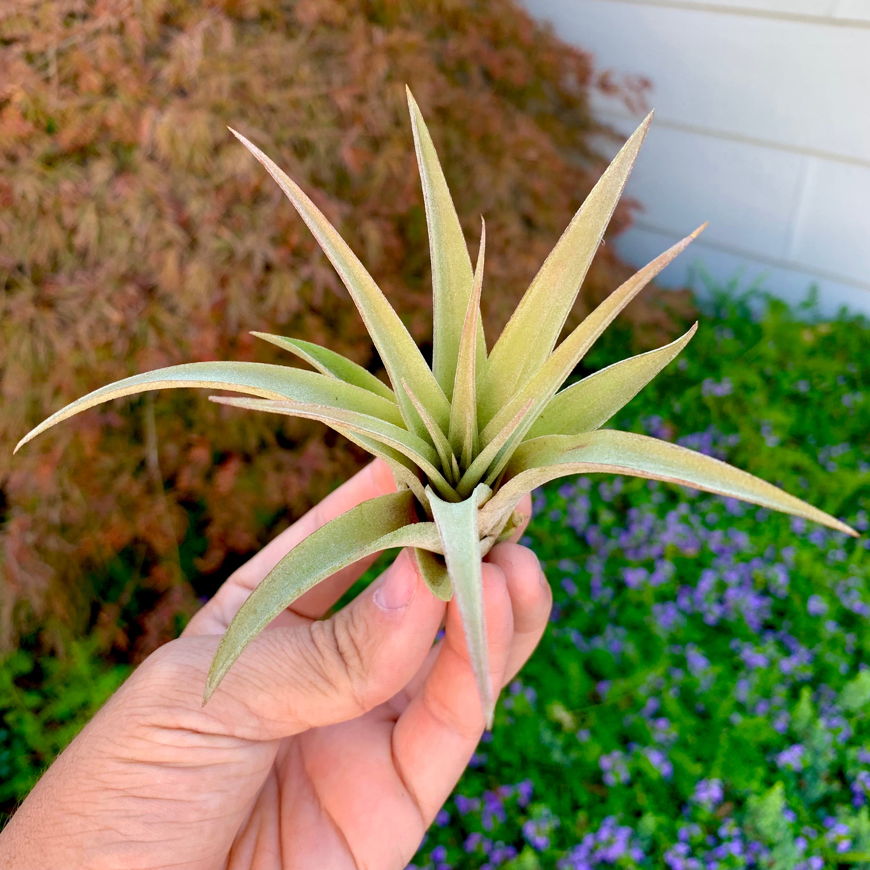 Tillandsia Capitata Peach Air Plant Colorful Houseplant With Color Held In Hand