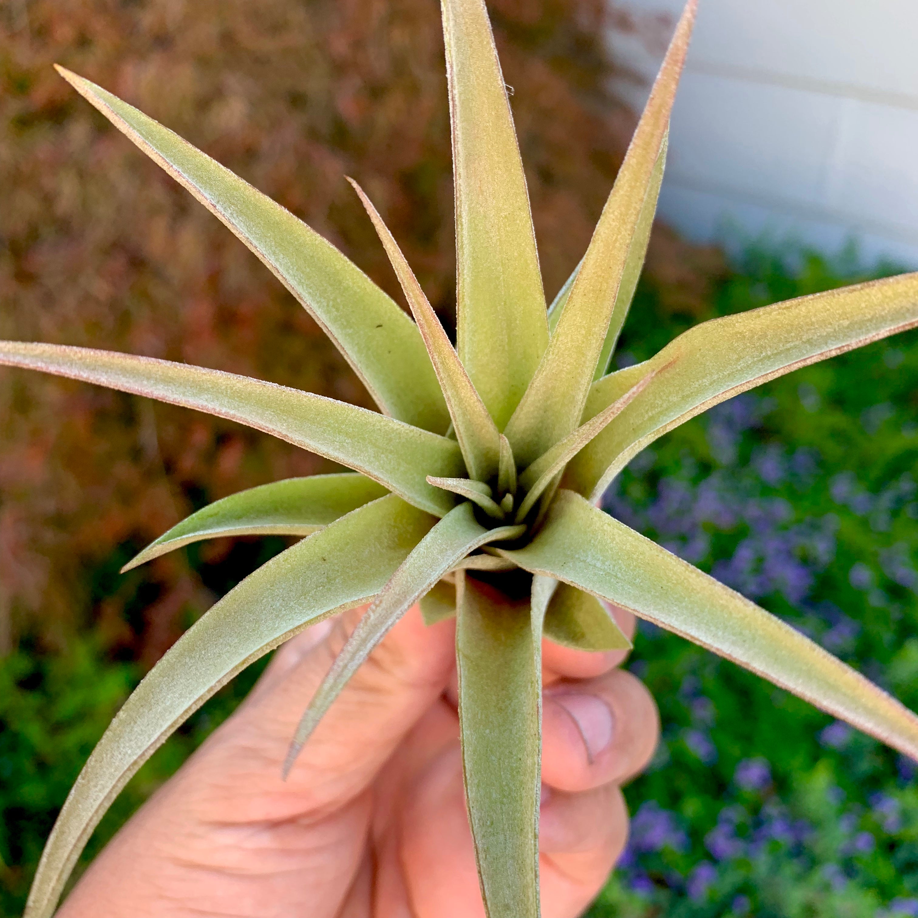 Tillandsia Capitata Peach Air Plant Colorful Houseplant With Color Held In Hand