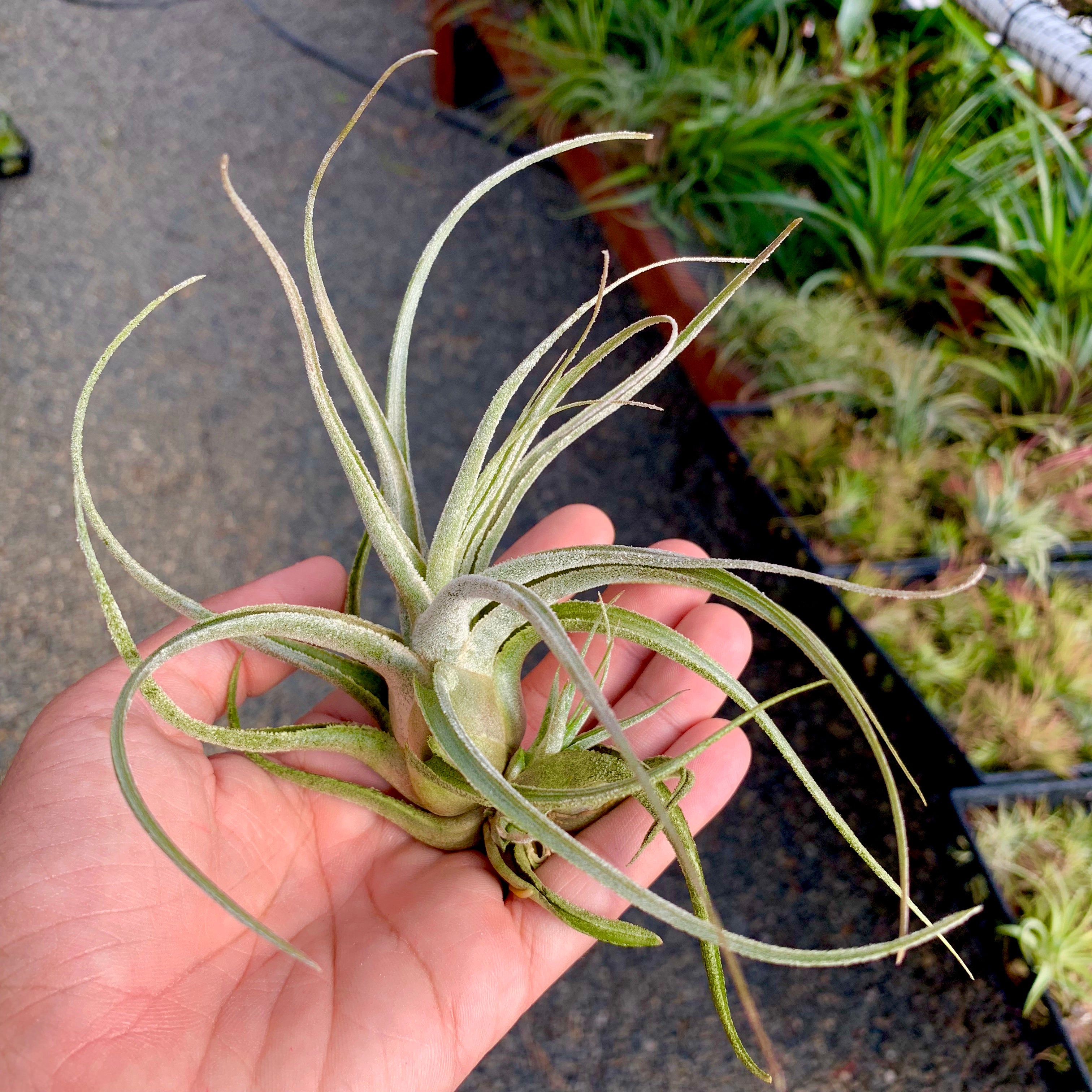 Ehlersiana TIllandsia Air Plant Rare Houseplant White Color