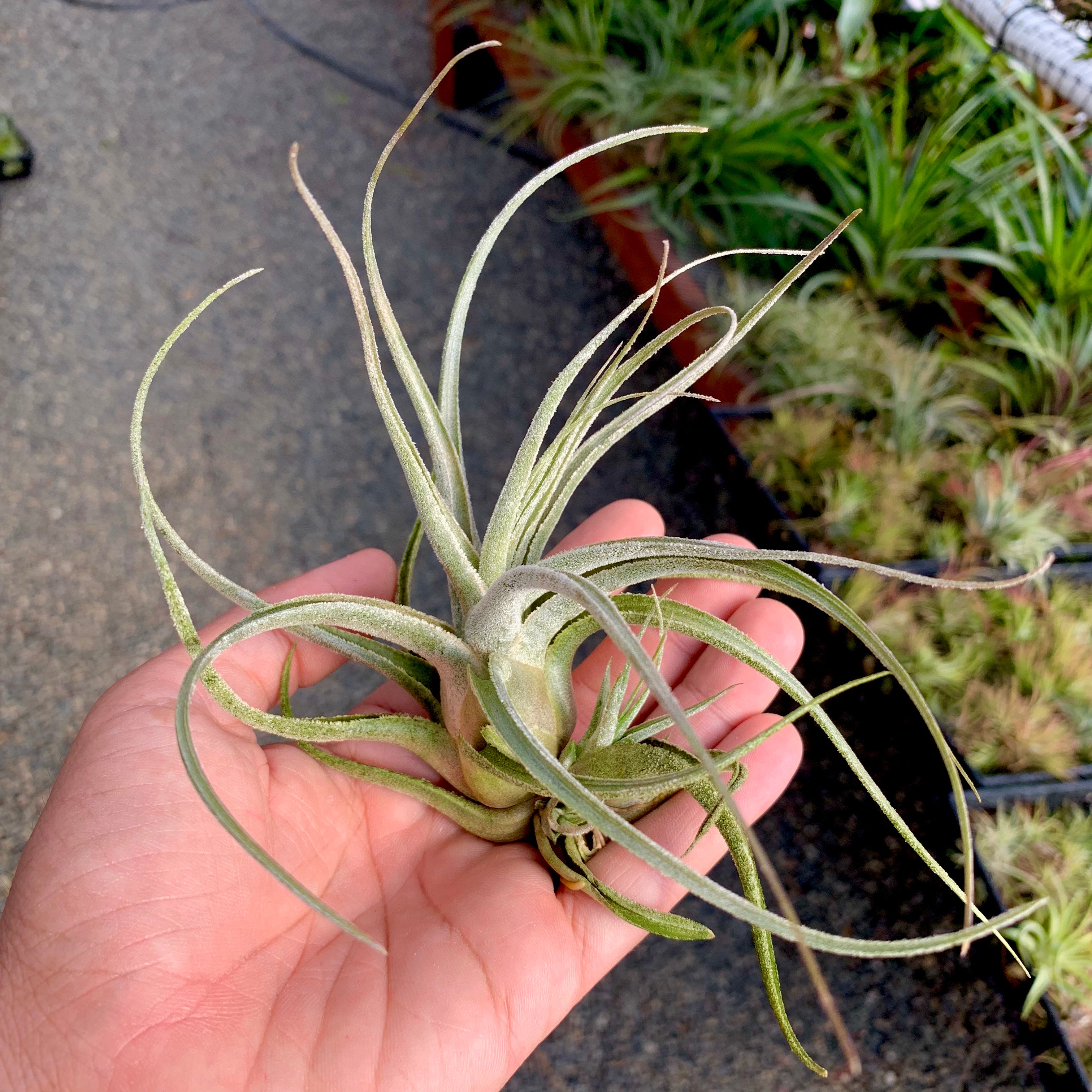 Ehlersiana TIllandsia Air Plant Rare Houseplant White Color