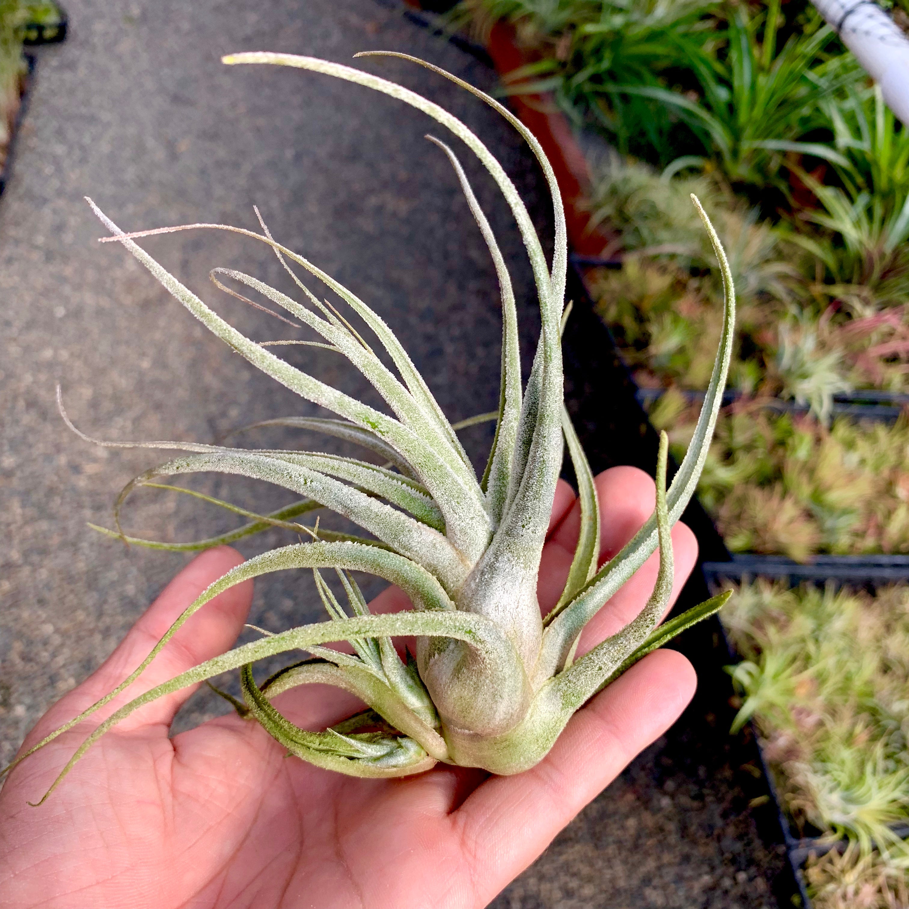 Ehlersiana TIllandsia Air Plant Rare Houseplant White Color