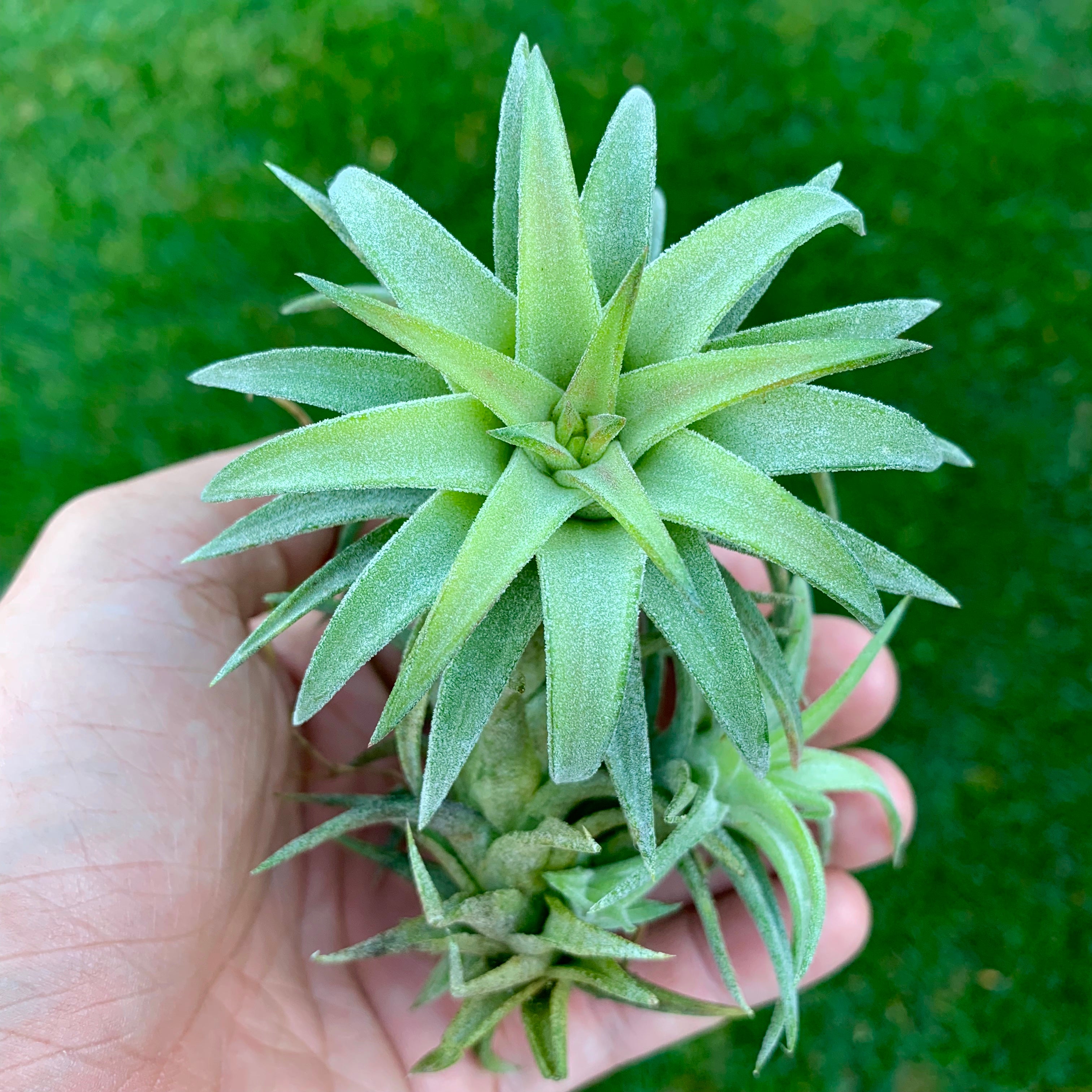 Tillandsia Ionantha Vanhyningii Rare Air Plant Terrarium Friendly