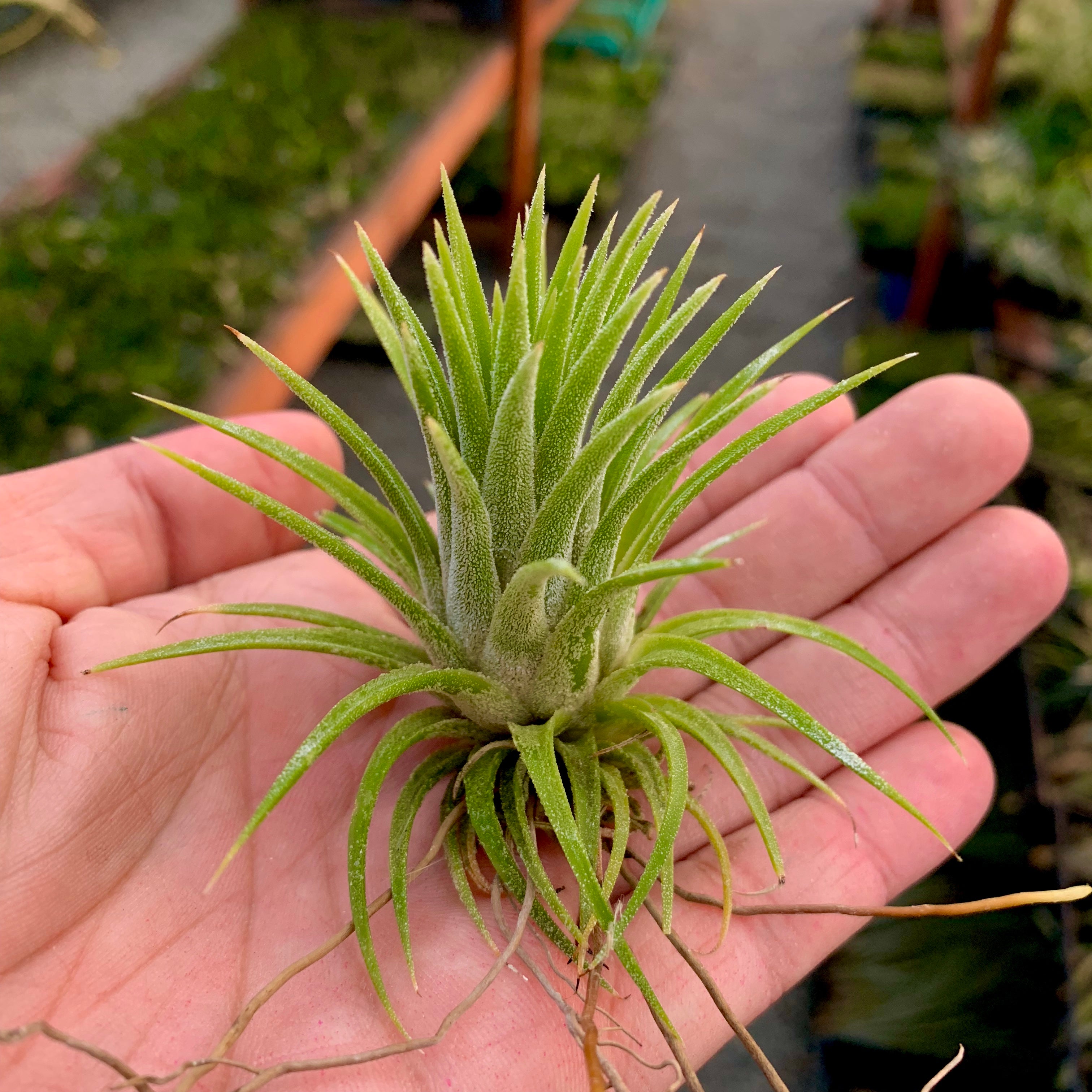 Tillandsia Ionantha Peach Air Plant Orange Color