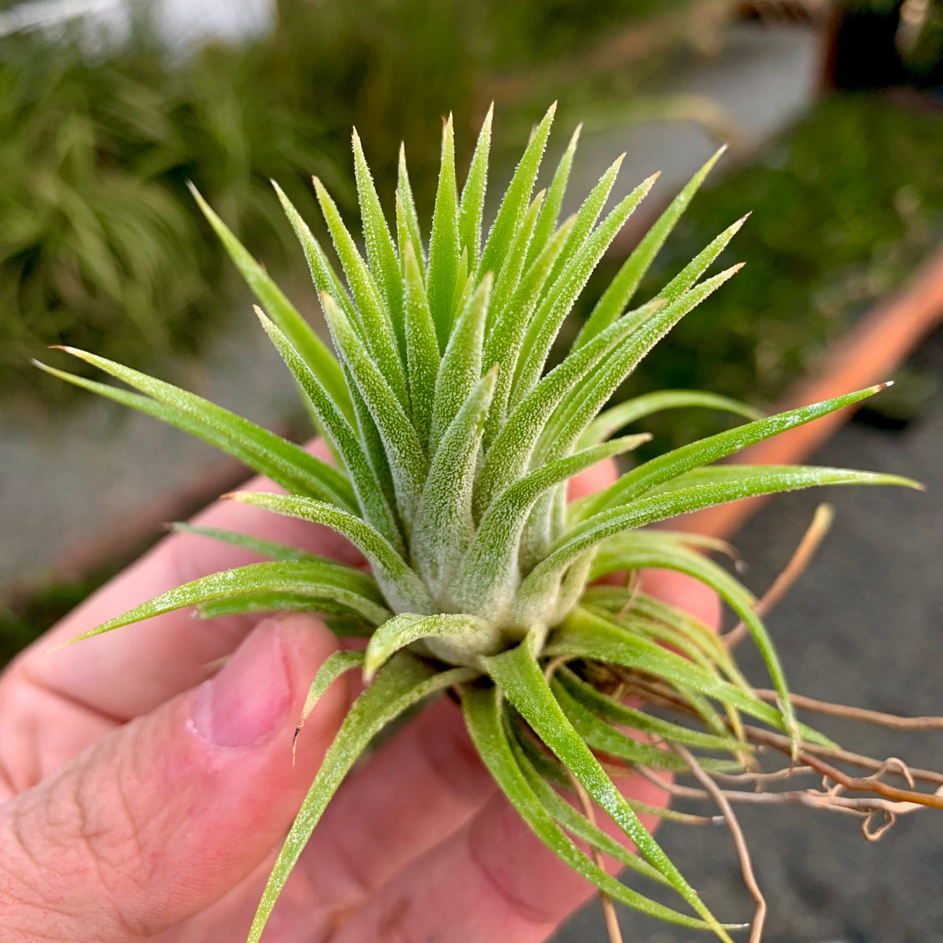 Tillandsia Ionantha Peach Air Plant Orange Color