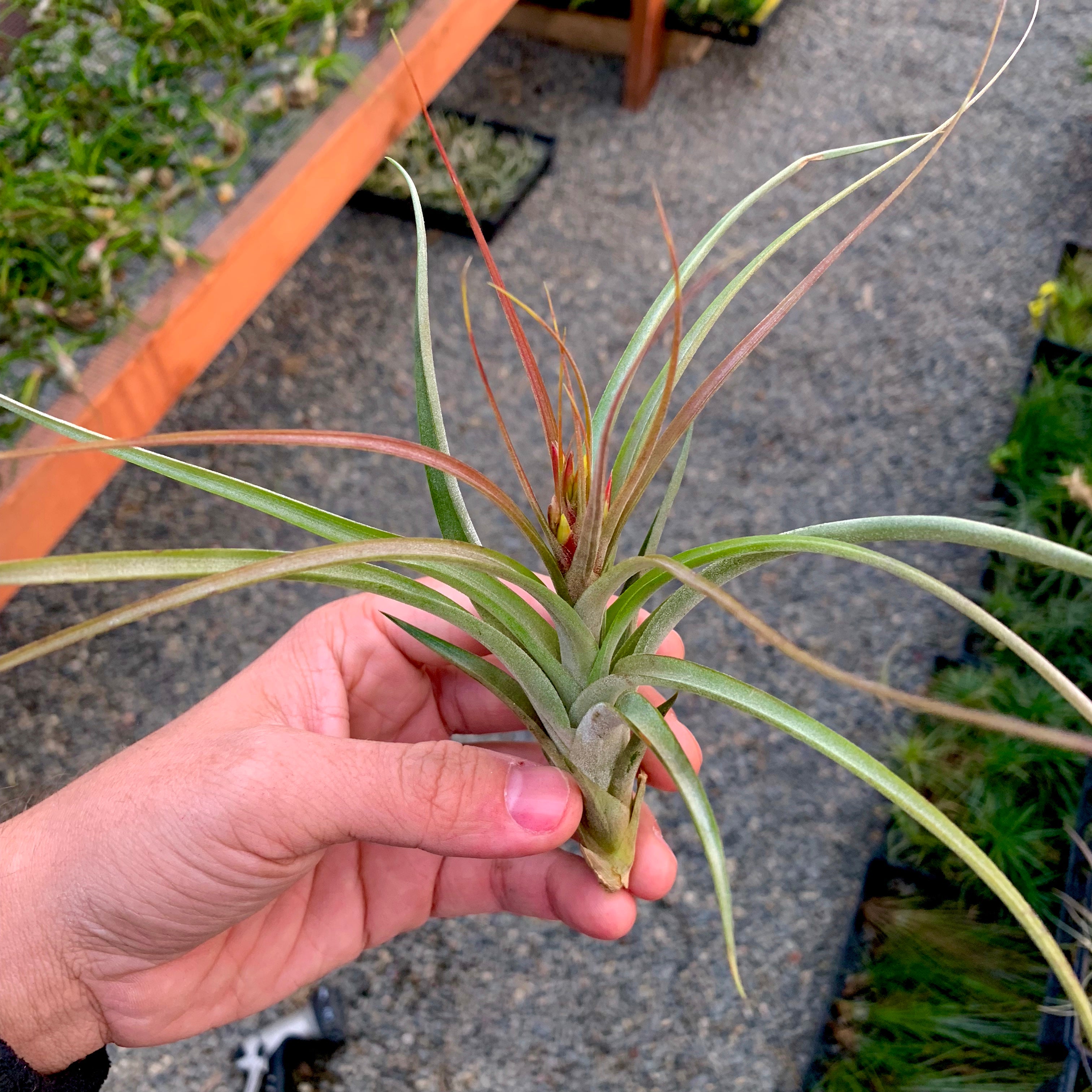 'Starburst' (Brachycaulos x Schiedeana) rare air plant hybrid tillandsia for terrariums