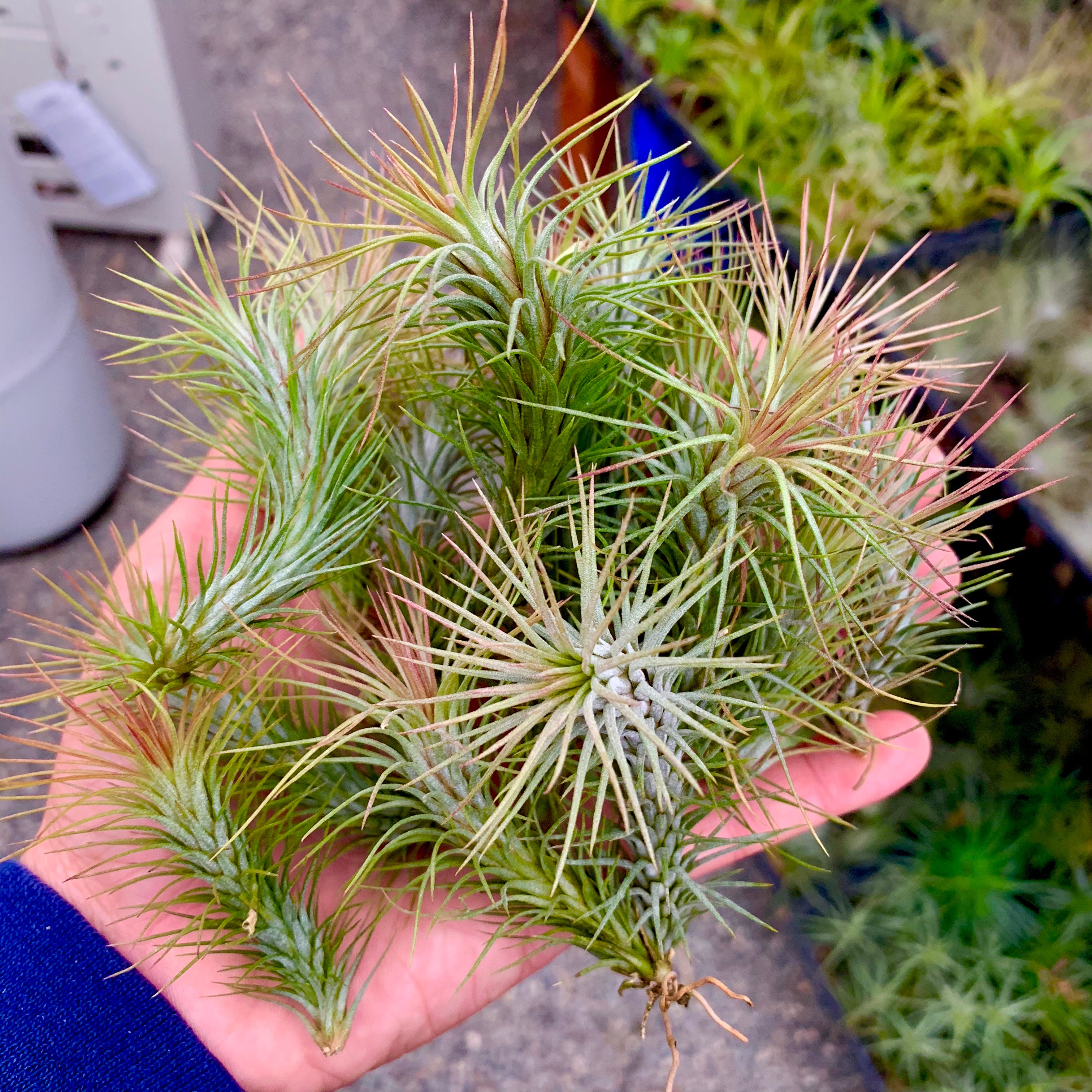 Funckiana <br> (Caterpillar Air Plant)