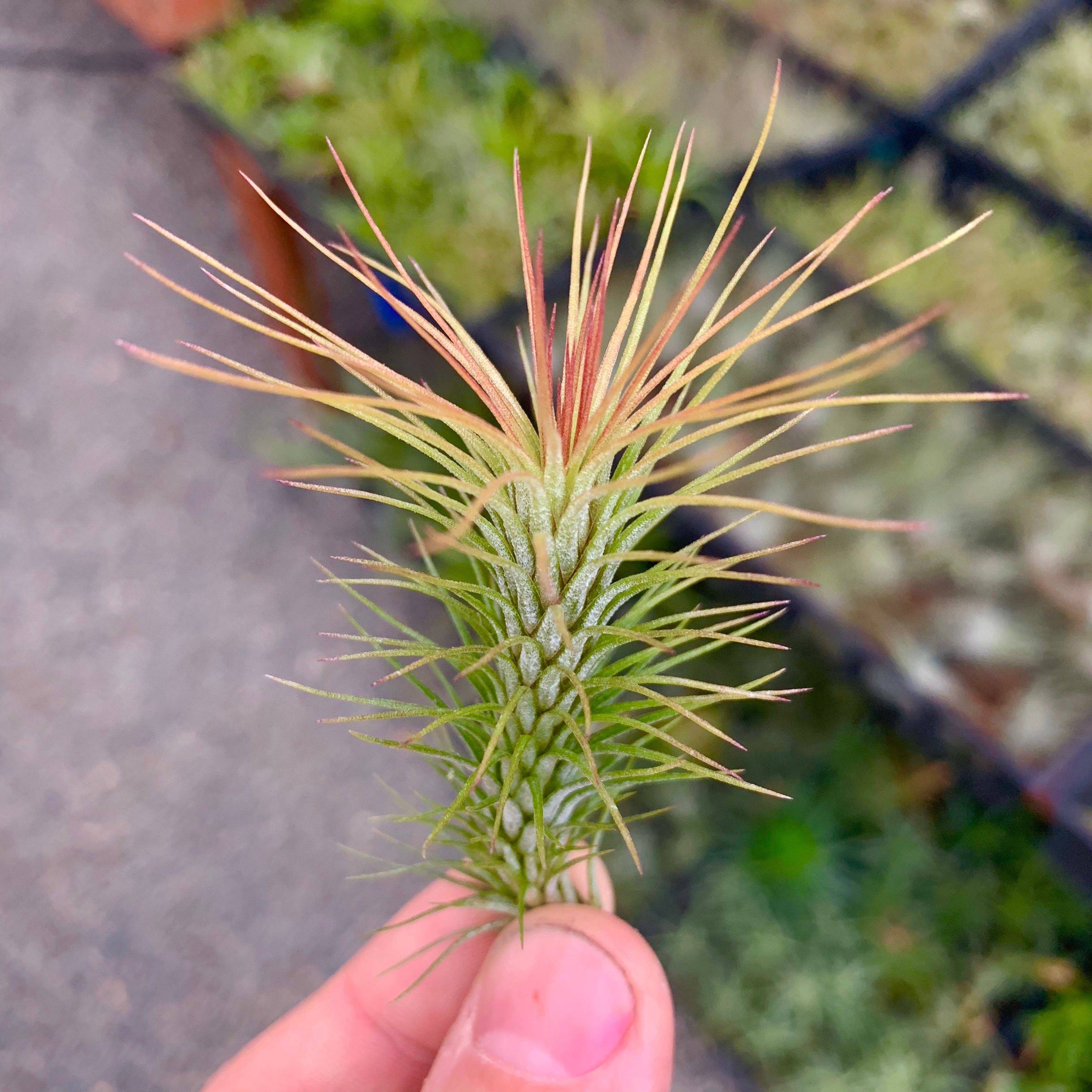 Funckiana <br> (Caterpillar Air Plant)