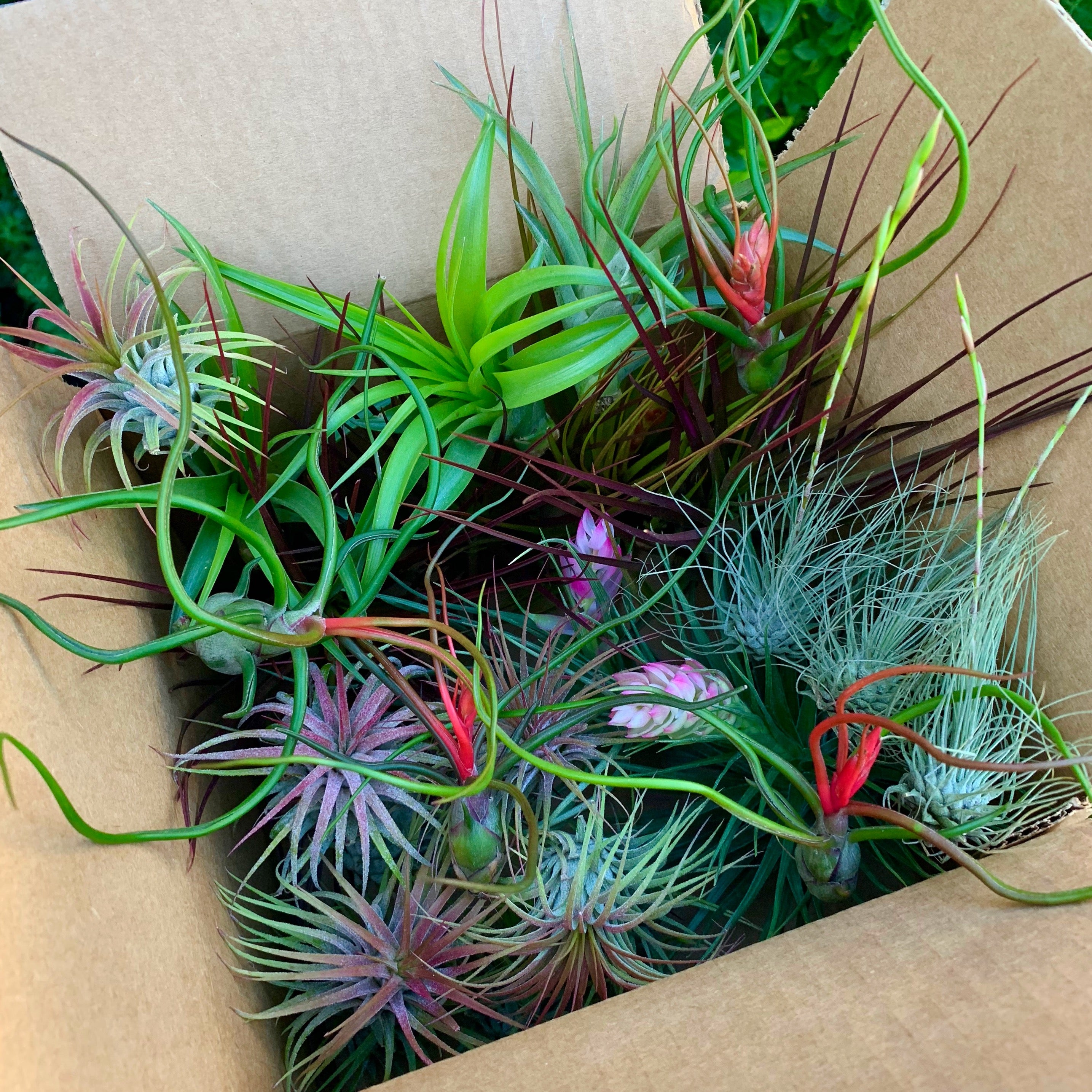 Beautiful colorful air plant tillandsia mix for sale displayed in a box