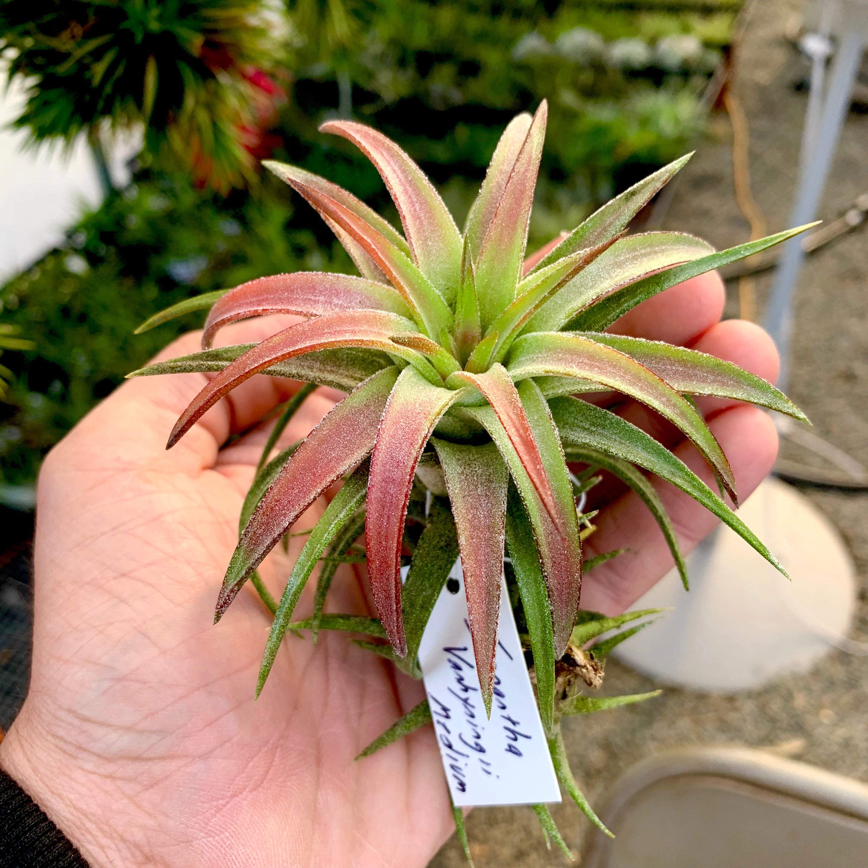 Tillandsia Ionantha Vanhyningii Rare Air Plant Terrarium Friendly