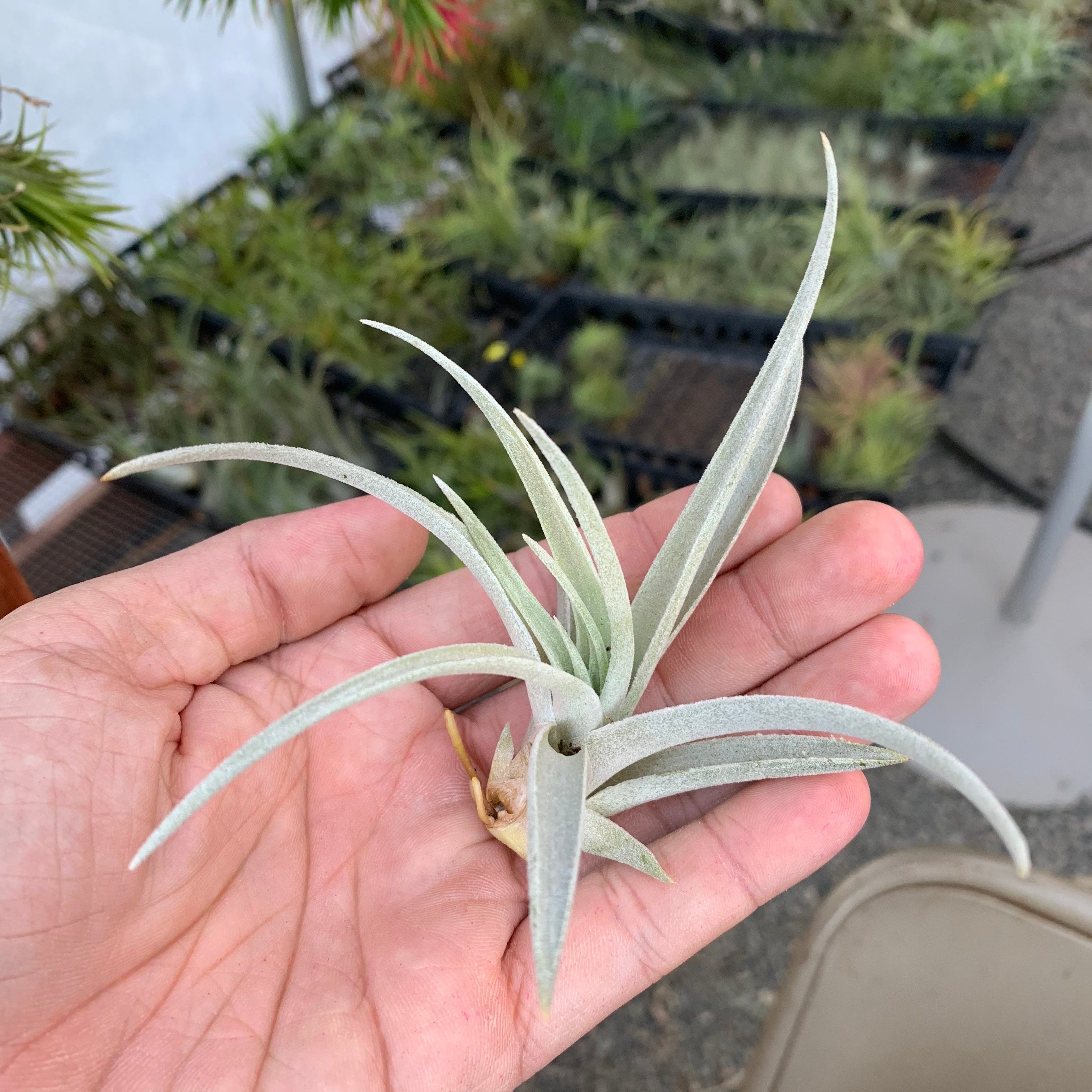 Harrisii Easy Care Air Plant Beginner Friendly Tillandsia Great For Weddings